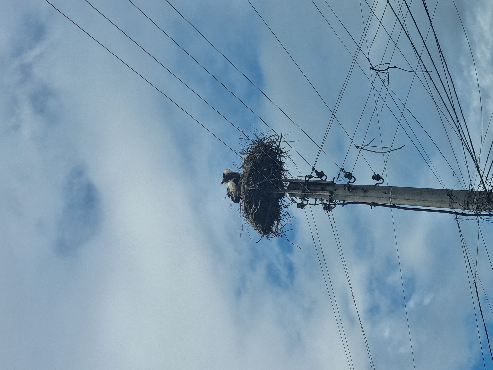 A medium-angle shot depicts a power pole in Elena, Bulgaria, supporting a large bird's nest. The pole is light gray and has various electrical components attached, with numerous black power lines crisscrossing the sky in the background. The nest is a bulky structure made of sticks and other organic materials, positioned near the top of the pole. A bird, possibly an eagle or a large hawk, is visible on the left side of the nest. The sky behind the pole and nest is a mix of blue and white clouds.