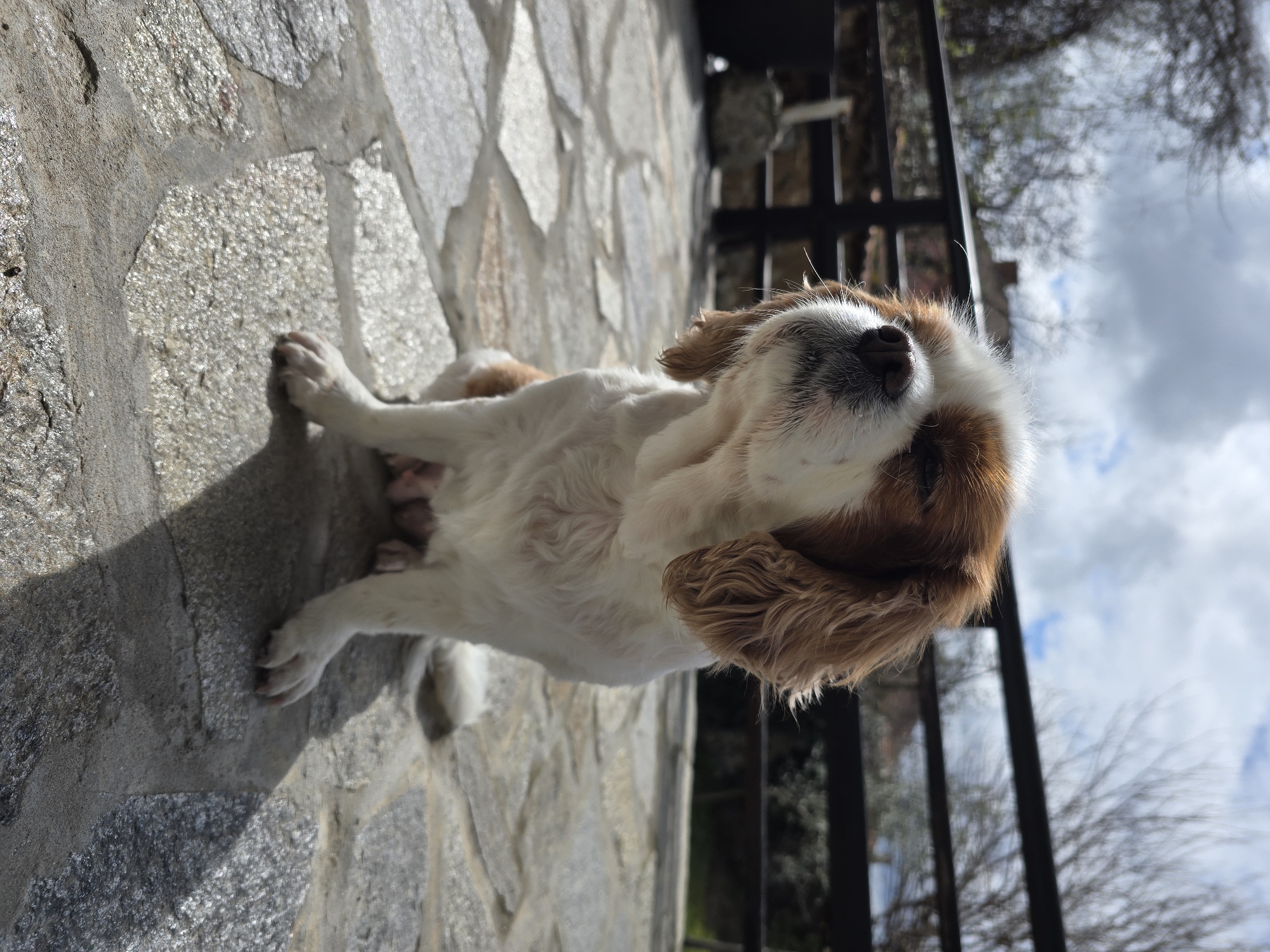 A Cavalier King Charles Spaniel, or similar small dog breed, is depicted sitting upright on a paved outdoor surface. The dog has white fur with prominent brown/chestnut markings on its ears and across its face, extending above its eyes. Its head is slightly tilted upwards and to its left, with eyes partially closed, as if basking in direct sunlight. Strong light illuminates the dog from the right, casting a distinct shadow on the irregular stone slab pavement to its right. In the midground, a dark, horizontal railing or fence is visible, composed of at least two bars. The background beyond the railing features several leafless trees or shrubs under a partially cloudy sky, with patches of blue visible. The scene is located in the city of Unknown, Unknown.