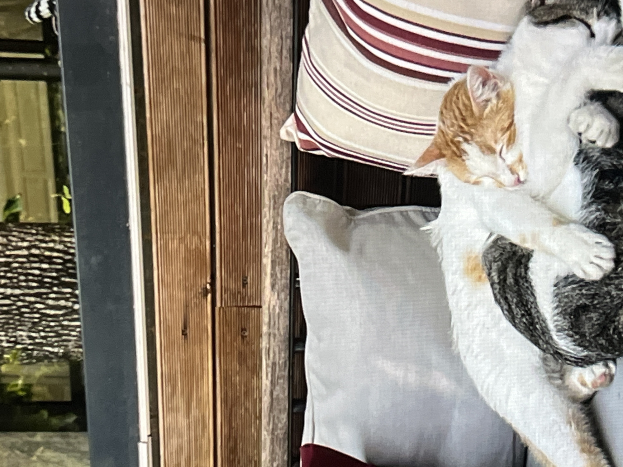 Two cats are sleeping on an outdoor sofa with pillows. The cat in the foreground is orange and white with its eyes closed, nestled against a darker, striped cat. The sofa is situated on a wooden deck, with wooden slats forming a horizontal background. The scene appears to be outdoors, possibly on a patio or balcony.