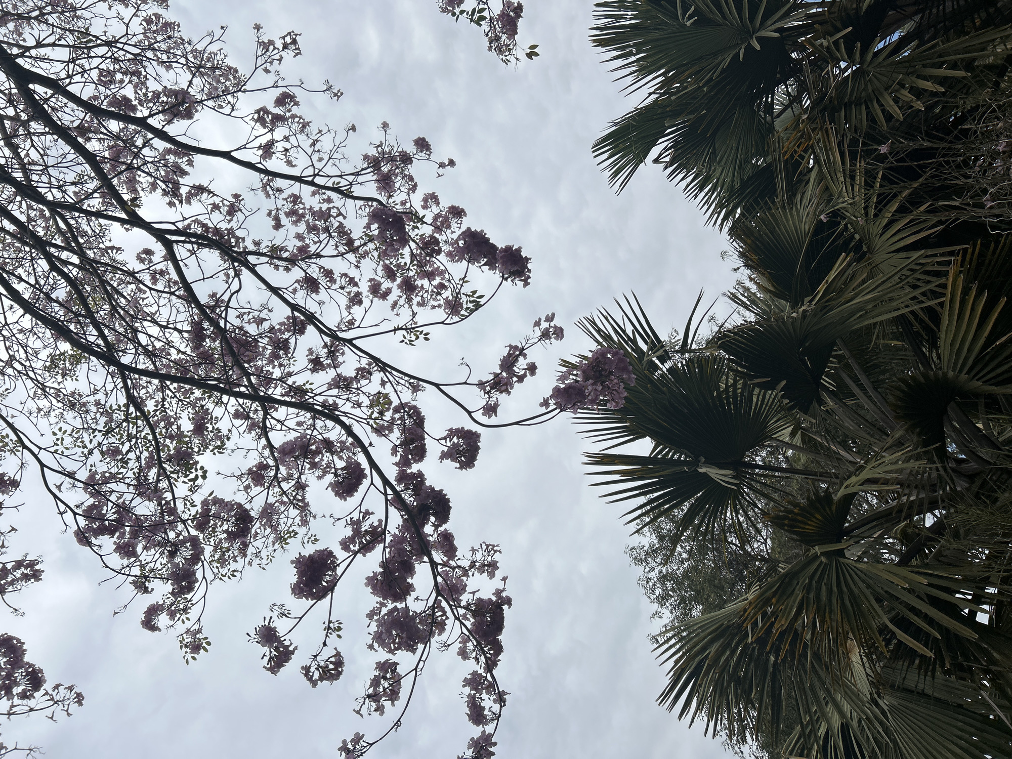 The image shows a low-angle view of a cloudy sky with trees and foliage. In the upper portion of the image, branches of a flowering tree with small, pink blossoms are visible against the sky. The branches are dark and intricate. In the lower portion of the image, large, fan-shaped palm fronds dominate the scene. These fronds are a deep green, with some appearing dry or weathered. Behind the palm fronds, a denser canopy of trees is visible, with dark green foliage. The overall impression is a naturalistic outdoor scene, possibly in a park or garden. There are no people or identifiable man-made structures in the image.