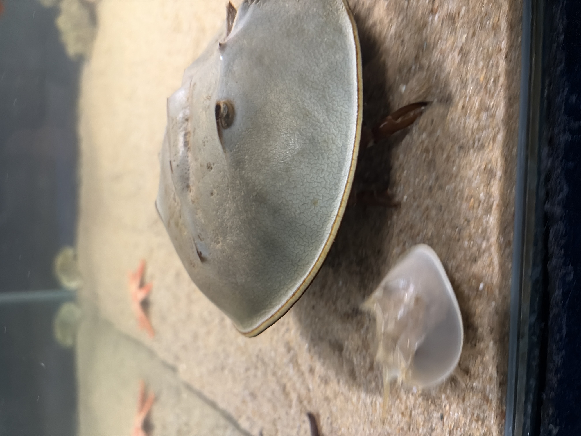 An overhead, close-up shot depicts a horseshoe crab within an aquarium, situated on a sandy substrate. To the right of the crab, its shed exoskeleton is visible. The environment appears to be an enclosed habitat, possibly a zoo or research facility. There is no evidence to suggest the image was taken in Sochi, Russia.