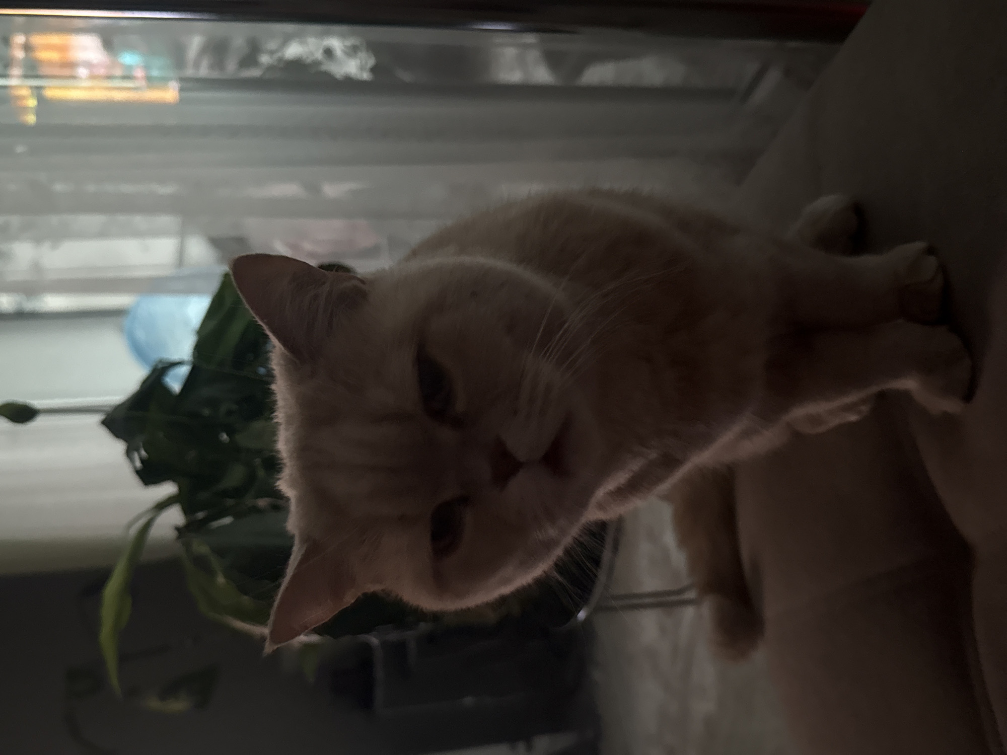 The image displays a domestic cat in an indoor setting. The cat, appearing to be a cream or light orange tabby, is positioned in the foreground, seated on a light-colored couch or armchair. Its head is turned towards the viewer, with large, dark eyes looking directly into the camera. Its prominent whiskers are visible, and its expression is calm and attentive, perhaps curious.
In the background, to the left of the cat, a houseplant with dark green leaves is visible. Behind the plant and further back in the scene, there appears to be a window or a large reflective surface, letting in diffused light, which creates a lighter area in the upper left background. A light blue object, possibly a water bottle, is partially visible behind the plant.
The lighting in the image is dim, suggesting it might be evening, early morning, or a room with limited natural light. There are soft shadows on the cat's fur and the surrounding furniture. No specific location cues beyond a typical home environment are discernible. No people are present, and no text is visible in the image.
