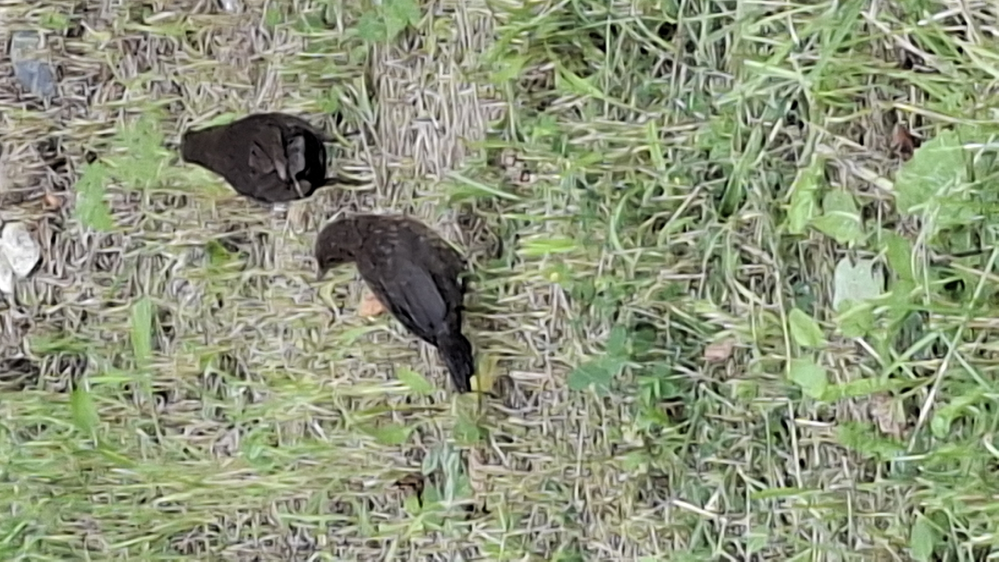 Two blackbirds are standing on the grass. One bird is in the foreground, facing left and looking down. The other bird is in the background, facing away from the camera. The ground is covered in grass and dry leaves. There are some small stones and pebbles scattered on the ground. The image was taken outdoors in a grassy area. The location is stated as Cherkessk, Russia.