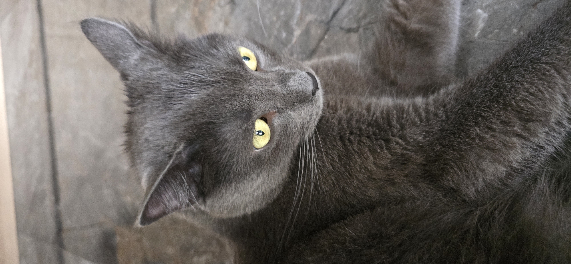 A close-up, vertical, eye-level shot shows a grey cat lying on a textured, grey surface that resembles stone or concrete. The cat's fur is a uniform dark grey, and its eyes are a striking yellow with black pupils. Its ears are pointed, and its whiskers are clearly visible against its fur. The cat's gaze is directed downwards and to the right, giving it a watchful or perhaps slightly wary expression. The lighting is soft, highlighting the texture of the cat's fur and the background surface. The scene is static, with no apparent action taking place. The location is described as Unknown, Unknown within the city of Unknown.