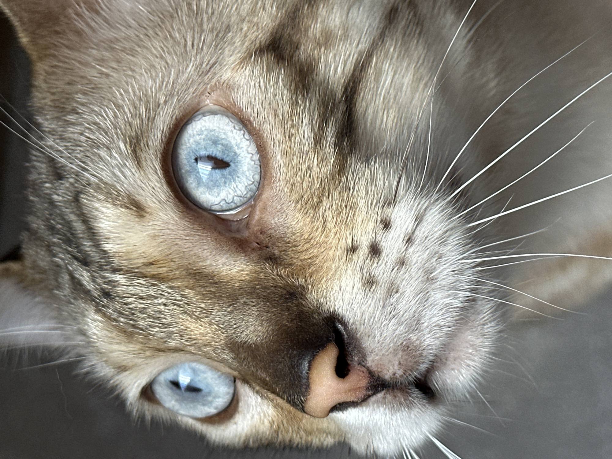 The image is a close-up of a cat's face, with a focus on its striking blue eyes and nose. The cat has light brown fur with darker tabby markings around its eyes and on its forehead. Its nose is a light pinkish-brown color, and its whiskers are long and white. The background is a soft, neutral gray, suggesting an indoor setting. There is no visible indication of the city of Gornyi Erik, Russia, in this image.