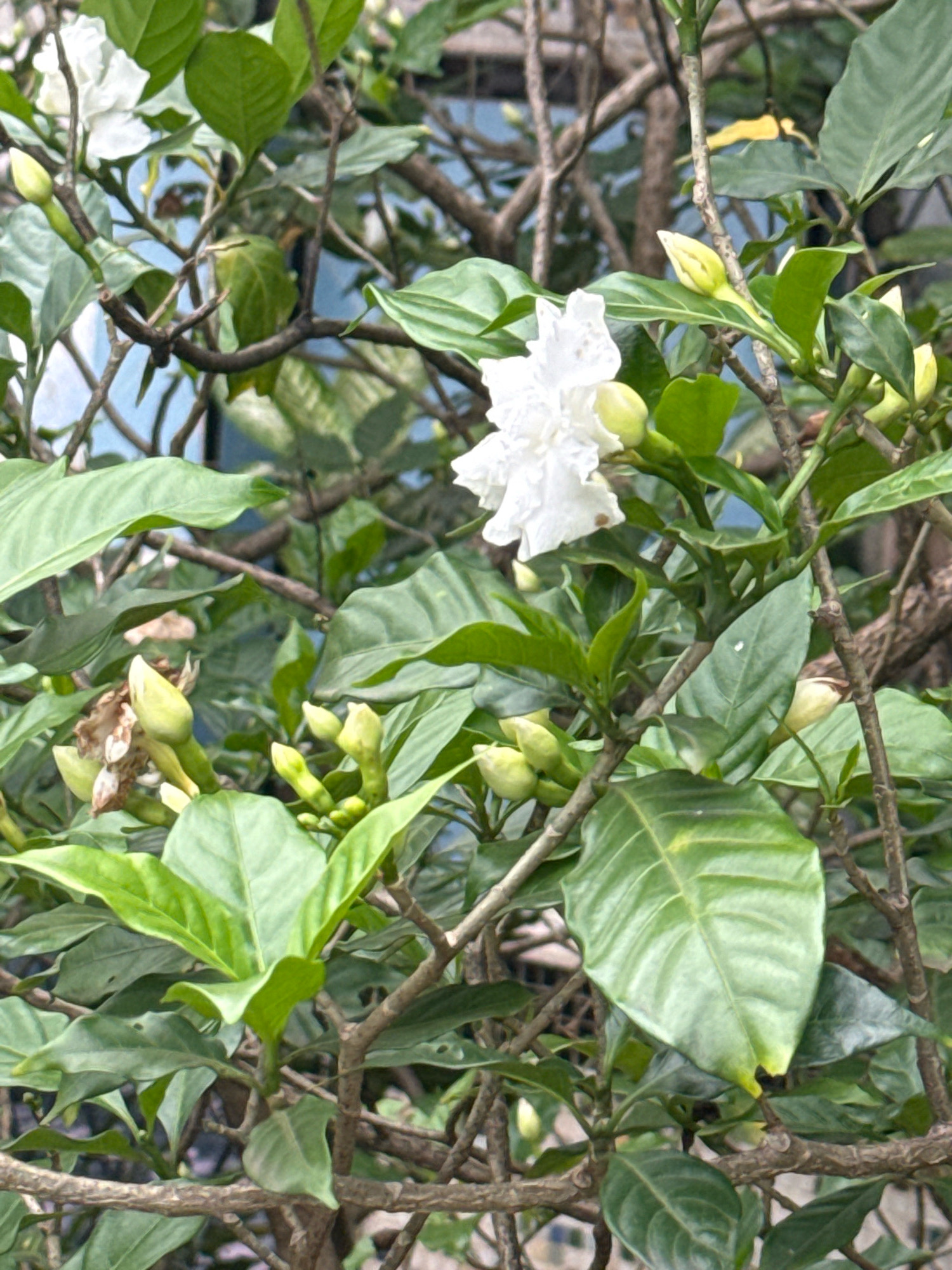 This is a close-up, eye-level, outdoor shot of a flowering plant. The plant features several green leaves and buds, with one white, multi-petaled flower in bloom. The background is out of focus, showing branches and a hint of a blue structure, possibly a wall or building. The overall lighting suggests daylight. The image does not contain any people or provide any specific clues about the city of Nilópolis, Brazil.