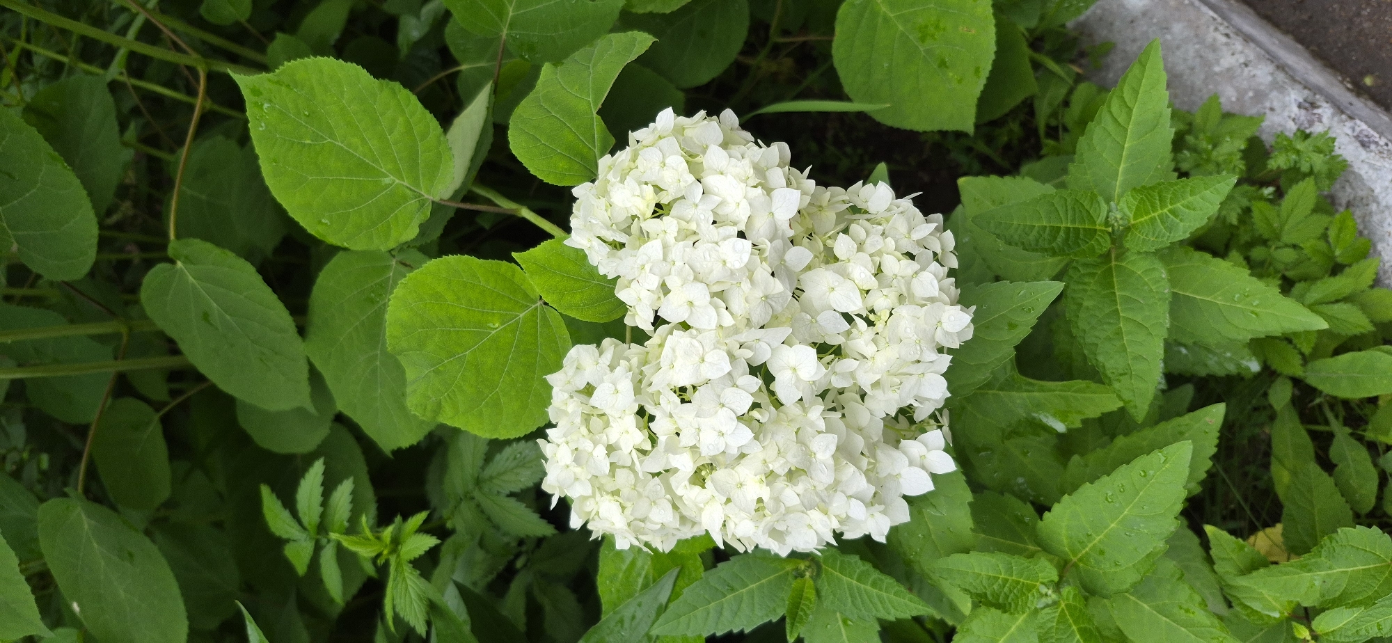 A close-up, vertical shot captures a cluster of white hydrangeas blooming amidst lush green foliage in Ussurijsk, Russia. The hydrangeas, tightly packed and exhibiting a delicate texture, are speckled with tiny water droplets, suggesting recent rain or dew. The surrounding leaves are a vibrant green, with some displaying a waxy sheen and prominent veins. A rough, grey concrete edge is visible in the lower right corner, indicating the presence of a pathway or border within a garden or park setting. The background is filled with a dense arrangement of leaves and darker shadows, creating a naturalistic, verdant environment. There are no people or animals visible in the image, and no discernable actions or interactions are taking place. The scene is static, focusing solely on the botanical elements.