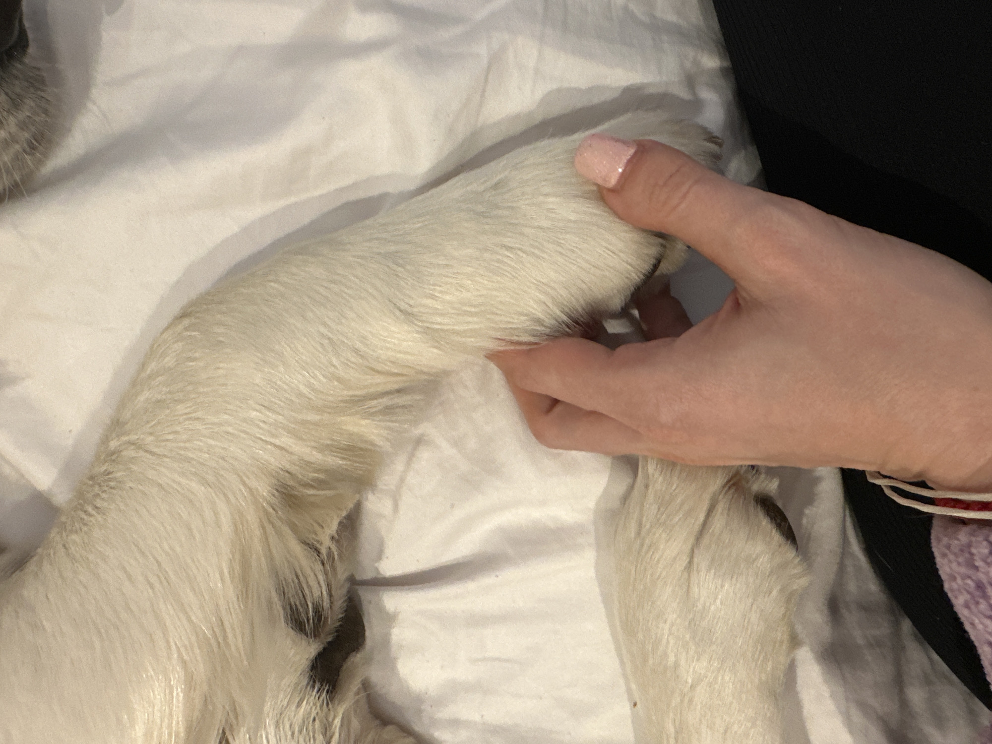 A close-up image depicts a human hand gently grasping the paw of a light-furred animal, consistent with a dog, against a background of white, crumpled fabric. The human hand, with pale skin and nails adorned with light pink glitter polish, is visible on the right, holding the animal's paw, which displays dark claws. A segment of another animal limb with light fur is visible on the left. Thin white and red cords are present near the human wrist area, and dark and purple textured fabrics are partially visible in the lower frame. The scene is located indoors, in the city of London, United Kingdom.
