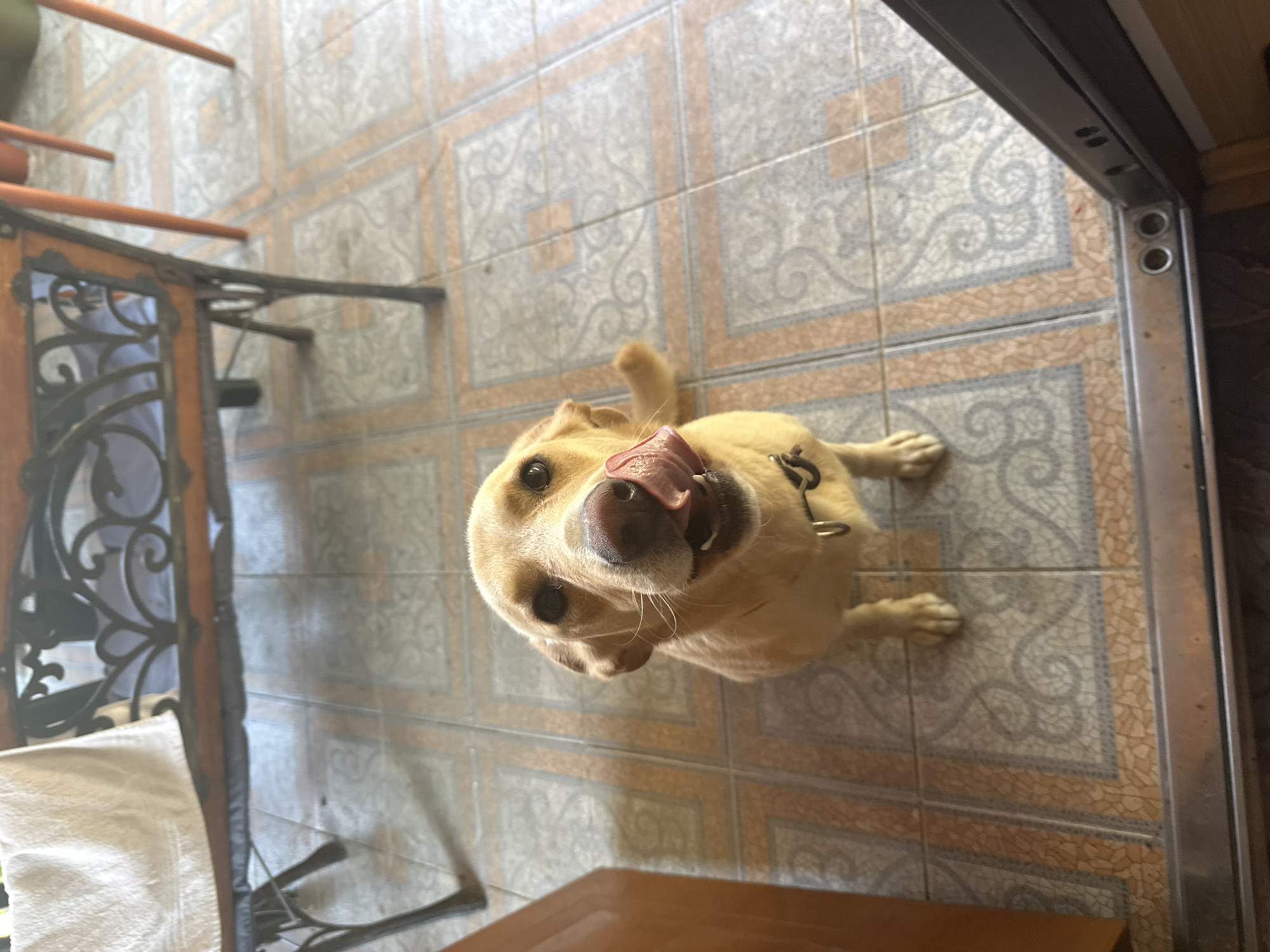 A light-colored dog with its tongue out is sitting on a tiled floor. The dog is wearing a black collar. Behind the dog, there is a wooden bench with metal ornate legs and a white cloth draped over it. The floor tiles have a pattern of light grey and beige squares with swirling designs. In the foreground, a metal door frame is visible. The scene appears to be outdoors or in an open-air area.