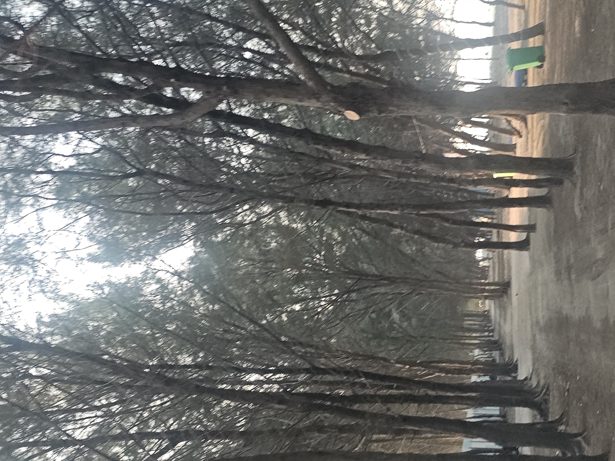 The image depicts a pathway lined with trees, possibly pine trees, in Jenu, Indonesia. The pathway is unpaved and appears to be made of dirt or gravel. On the right side of the pathway, there is a green trash can. In the background, there are more trees and some structures that are not clearly identifiable. The sky is overcast, and the overall lighting suggests it is either early morning or late afternoon. There are no people visible in the image, and no discernible actions or interactions are taking place. The scene appears to be a quiet, natural setting.