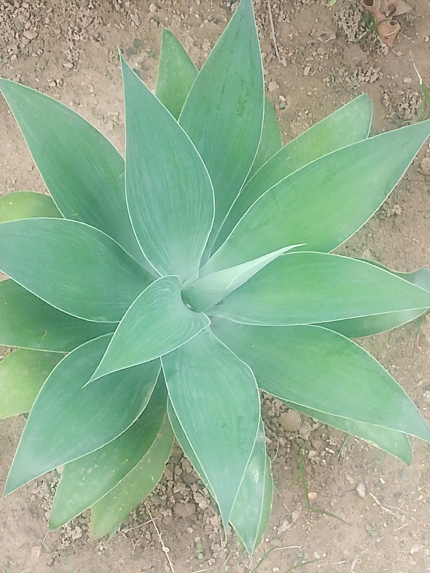 A close-up, overhead shot of a vibrant green succulent plant in a garden setting. The plant has numerous fleshy, lance-shaped leaves that radiate outwards from a central rosette. The leaves are a pale, dusty green with a subtle silvery sheen and are edged with a thin, white line. The texture of the leaves appears smooth, with faint striations running along their length. The plant is set against a backdrop of dry, sandy soil mixed with small pebbles and a few sparse blades of grass. A single dry, brown leaf is visible in the upper right corner of the frame, suggesting an outdoor environment. The lighting appears to be natural daylight, casting soft shadows and highlighting the succulent's form. There are no people or text visible in the image. The scene conveys a sense of natural tranquility and the resilience of desert flora. The context of Caracas, Venezuela, suggests a warm, possibly arid climate where such a plant would thrive.