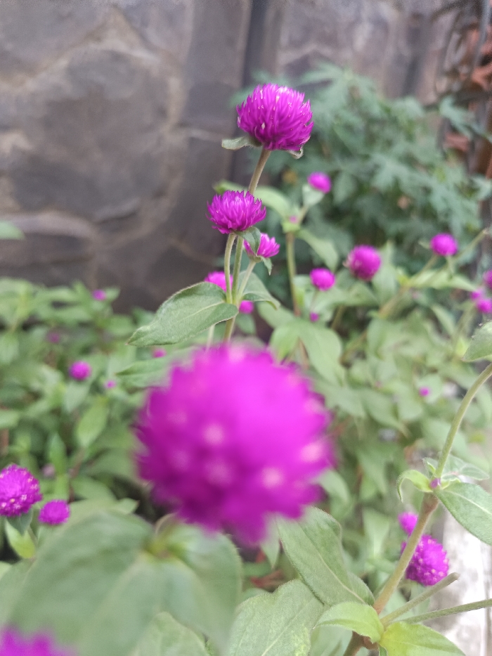 The image displays a close-up, shallow-depth-of-field view of numerous globular flowers characterized by vibrant magenta petals, interspersed with green foliage. In the immediate foreground, a large, out-of-focus globular flower with discernible white specks on its surface occupies the lower-center frame. The midground features several distinct, in-focus magenta globular flowers, each supported by slender green stems with ovate green leaves. The background consists of a blurred, dark grey, rough-textured stone wall on the left side, and indistinct green foliage on the right. No human figures, animals, or active elements are depicted. The environment suggests an outdoor setting, illuminated by natural, diffuse daylight. The specific location within the city of Gotha, Germany, cannot be determined from the visual information provided.