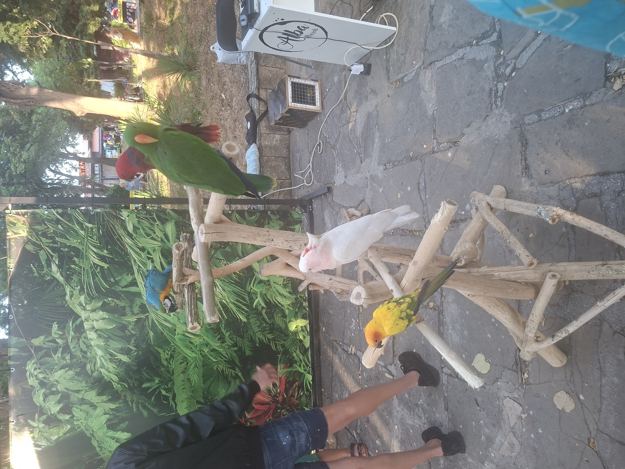 The image captures a scene on a paved area, likely outdoors in the city of Sozopol, Bulgaria, possibly near the coast given the presence of palm-like plants and the general ambiance. In the foreground, a wooden perch is set up, holding four parrots. A large green parrot with red plumage on its rear and a red-headed parrot are perched at the top. Below them, a white cockatoo with a pink crest is positioned, and a bright yellow and green parrot is on a lower perch. The backdrop features a large, tropical-themed banner depicting lush green foliage. To the right of the perch, a white table with the "Alba Parrots" logo is visible, along with a black wire cage and electronic equipment. The ground is paved with stone tiles. In the background, trees, people, and buildings are visible, suggesting a public space or tourist area. A person's legs, wearing denim shorts and black shoes, are visible on the left side of the frame, indicating their presence near the parrots.
