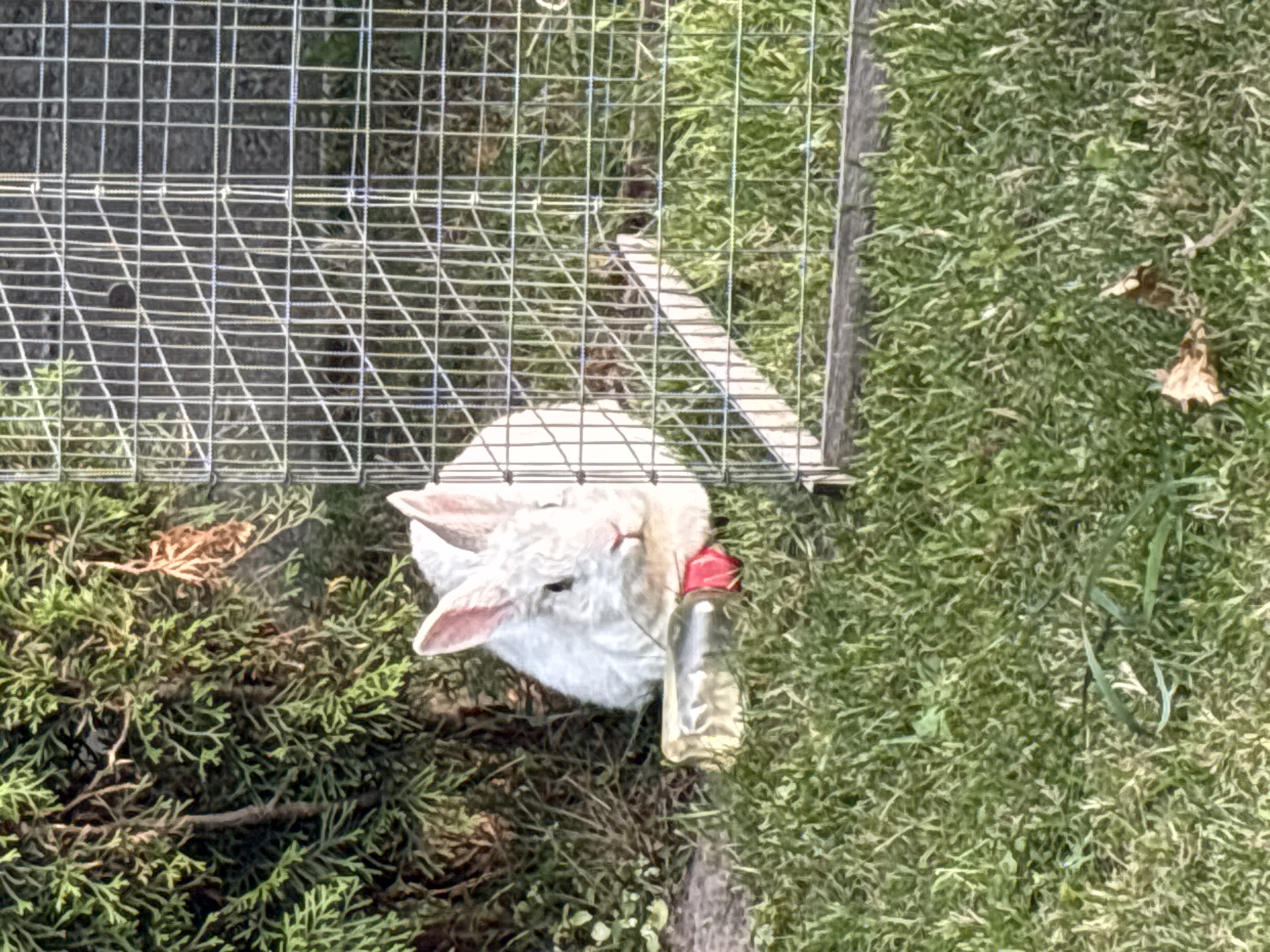 The image shows a white rabbit inside a metal cage, lying on a bed of green bushes and grass. The rabbit is looking towards the right of the frame, and a clear plastic bottle with a red cap is held near its mouth. The cage is made of wire mesh, with a wooden post visible on the right side, partially covered by grass. The background is predominantly green grass, indicating an outdoor setting. The lighting suggests it is daytime, with sunlight casting shadows. There is no visible text in the image.