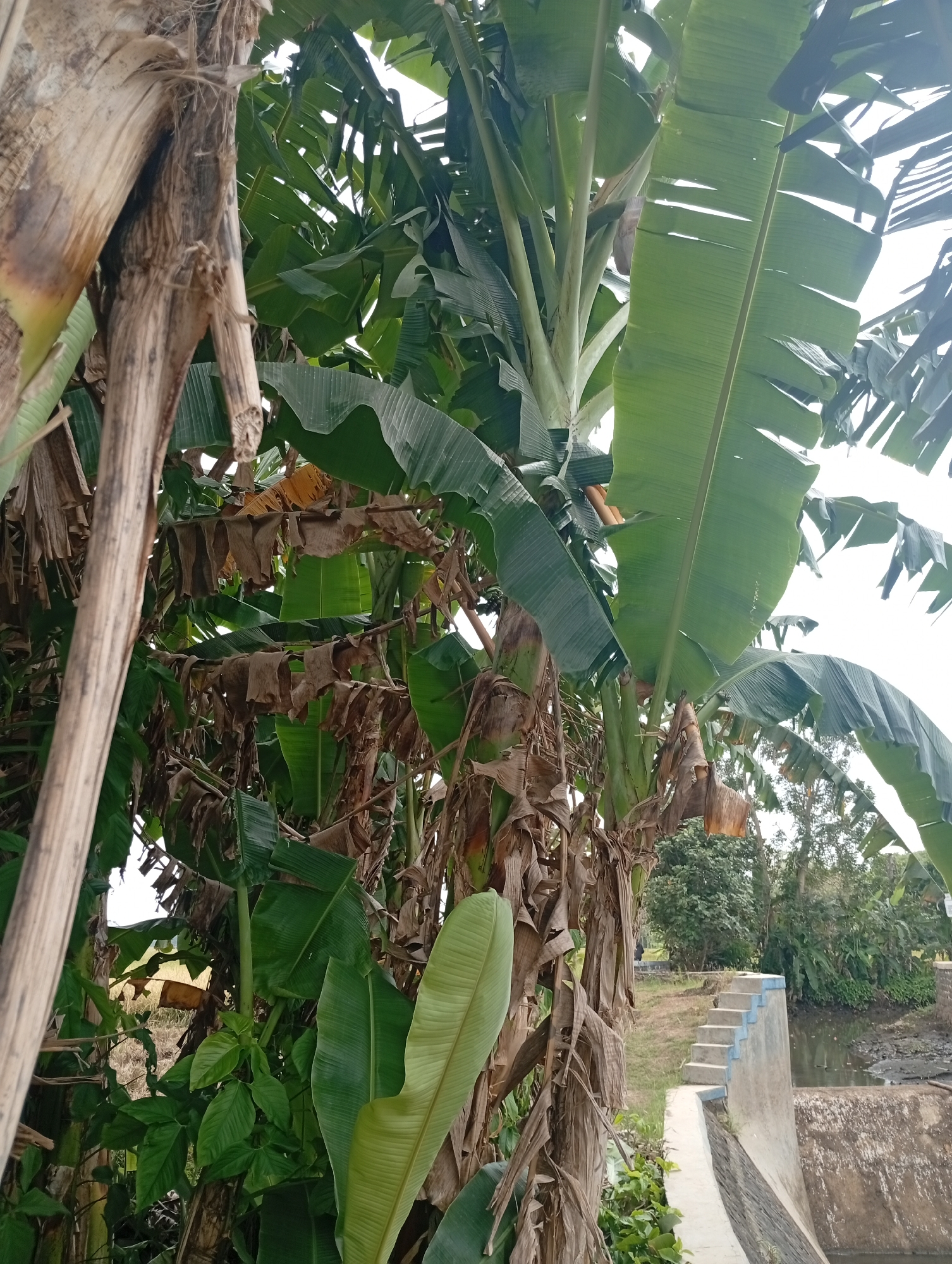 In an outdoor, daytime scene, a cluster of banana trees dominates the foreground, their large green leaves and fibrous brown trunks creating a dense canopy. Some of the leaves appear dry and brittle, hanging in tatters. To the right of the banana trees, a concrete structure with a set of stairs leads down to a body of water. The stairs are painted with blue accents. The water appears murky and shallow, with mud visible at its edge. Beyond the water, a line of trees forms a natural backdrop under a bright sky. The overall impression is one of a lush, natural environment bordering a man-made water control structure.