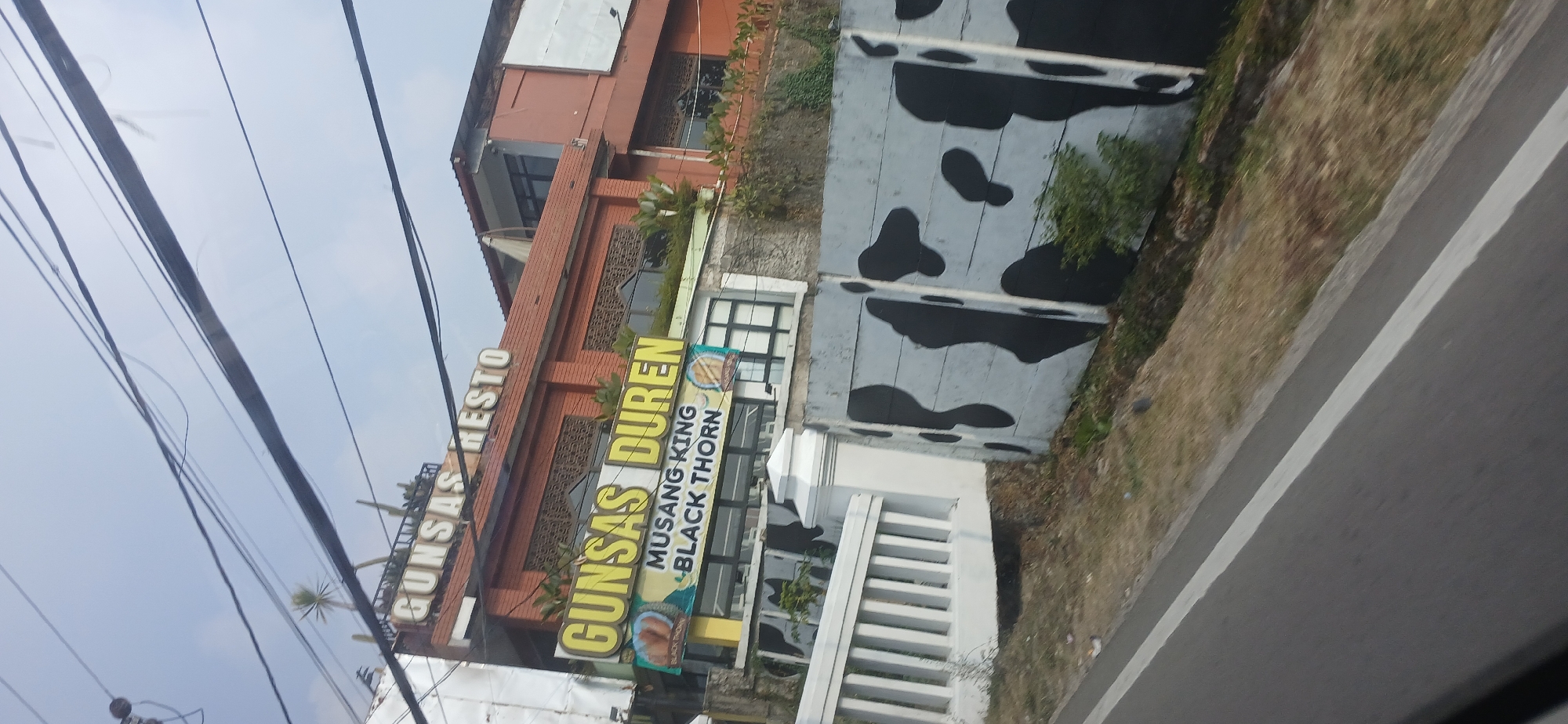The image shows a roadside view of a restaurant named "GUNSAS DUREN" in Megamendung, Indonesia. The restaurant has a prominent yellow sign with the name written in large letters. Below this, a smaller sign reads "MUSANG KING BLACK THORN," suggesting it specializes in durian fruit. The building itself appears to be a multi-story structure with an orange-tiled roof and brickwork. In front of the building, there is a white fence and a concrete wall painted with black cow-like spots. A road with a white line marking runs in the foreground, indicating the vantage point is from a moving vehicle. Overhead, power lines crisscross the sky. The environment appears to be a sunny day with a bright sky.