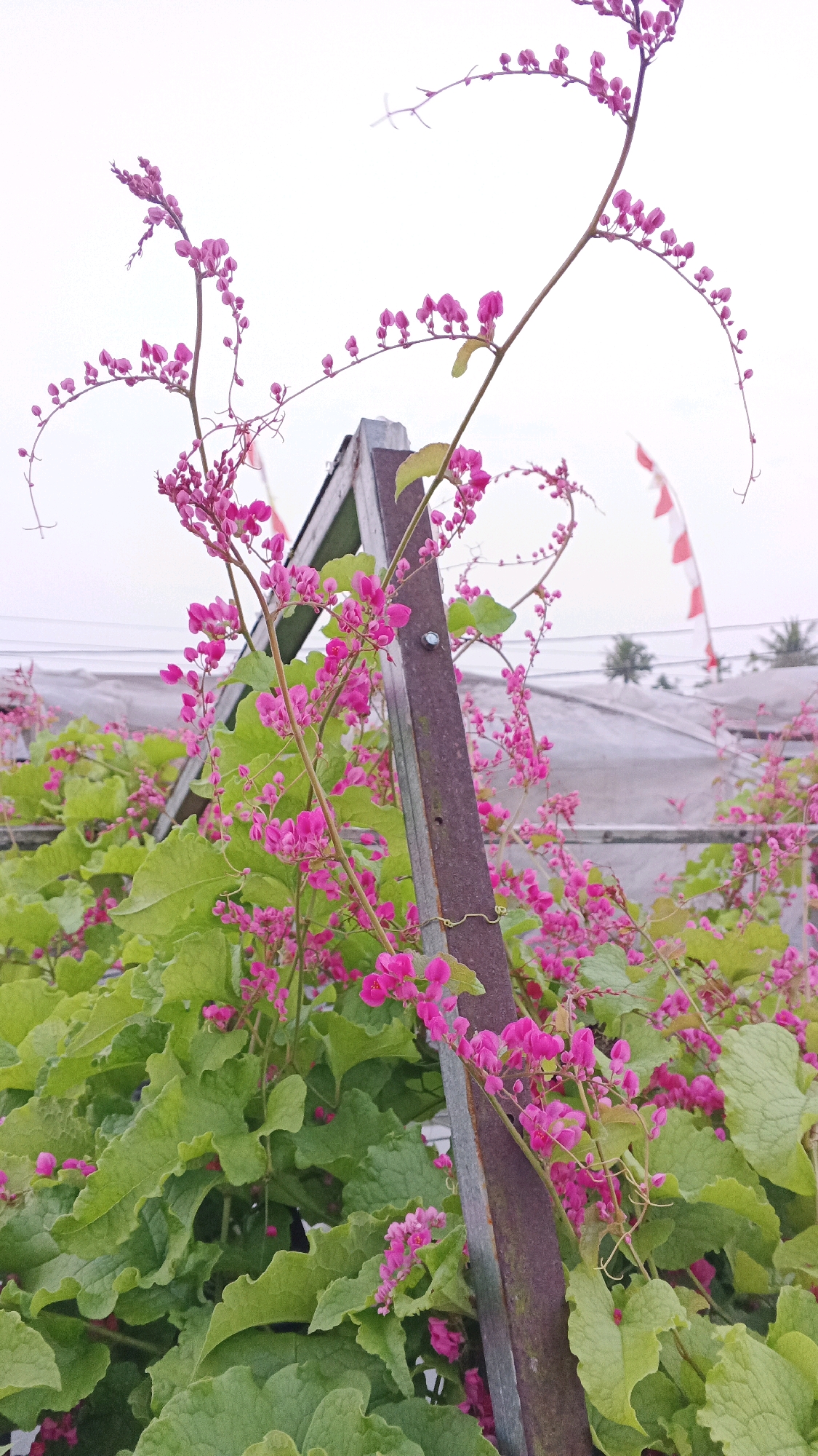 This is a close-up, eye-level outdoor photograph of pink flowers blooming on a vine in Minggir, Indonesia. The flowers are small and clustered together, with delicate pink petals. They are growing on a thick, green vine that is climbing up a weathered wooden post. The background is a bright, overcast sky, with some blurry structures and trees visible in the distance. The image appears to have been taken on a cloudy day, as the light is soft and diffused. There are no people or animals visible in the image. The overall impression is one of natural beauty and tranquility.