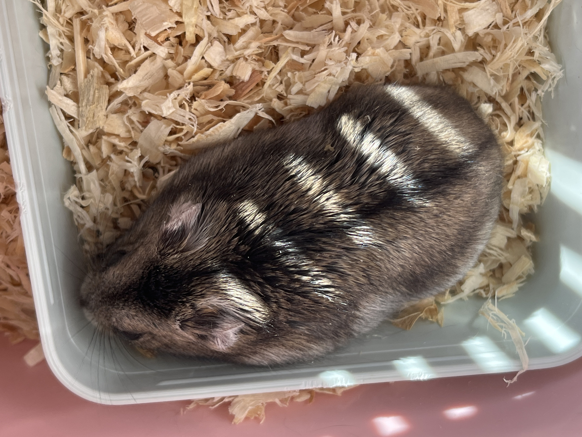 A high-angle, close-up shot shows a dark grey hamster with a tan underside nestled in a light teal plastic enclosure filled with wood shavings. Sunlight creates strong diagonal stripes of light and shadow across the hamster's back. The enclosure has a pink outer shell visible on the left. The hamster appears to be sleeping or resting, with its eyes closed and its body curled. The wood shavings are finely shredded and fill the enclosure around the hamster.