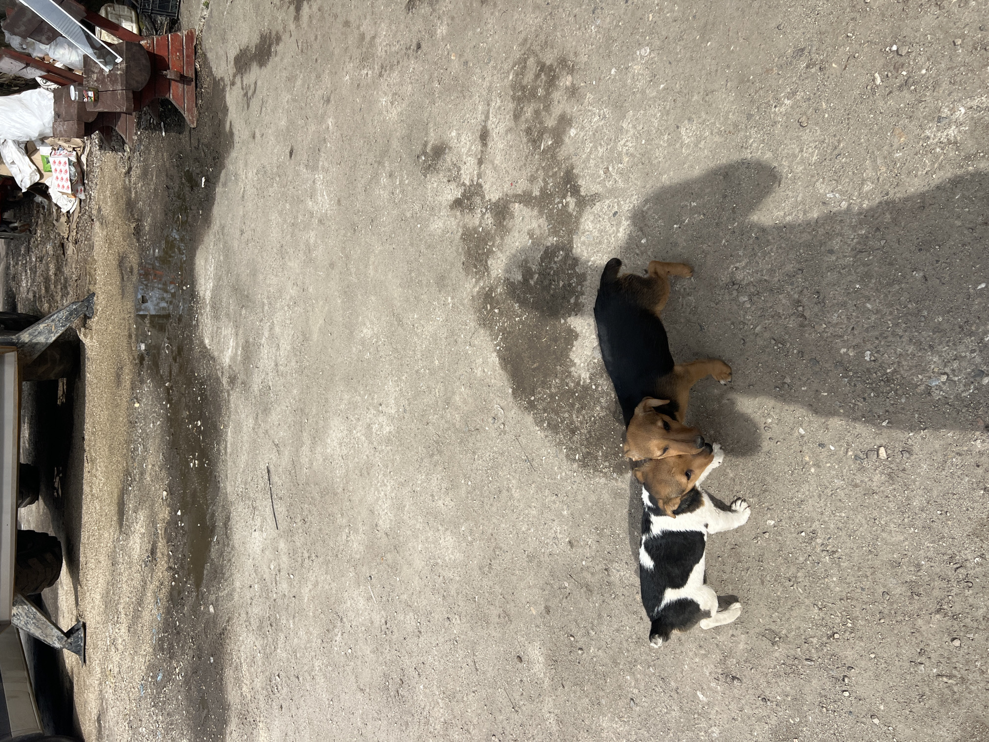 The scene is outdoors in the city of Sadovo, Bulgaria. On a gray concrete surface, possibly a sidewalk or alley, are three dogs lying together. One dog is primarily black with tan legs, another is tan, and the third has a black and white spotted coat. The dogs are positioned close together. To the left of the dogs are various objects and potential debris, including what appears to be a wooden structure, possibly part of a bench or makeshift table, and scattered items like trash bags and other refuse. The light is bright, casting a distinct shadow near the dogs.