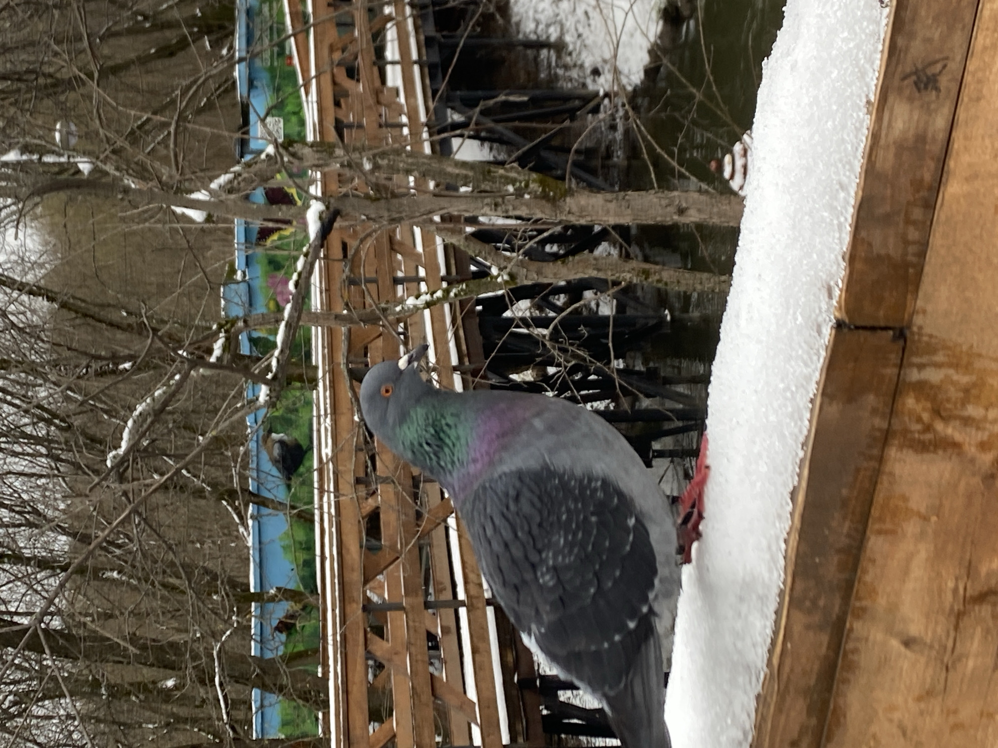 The image depicts a rock pigeon perched on a snow-covered wooden railing during winter, likely in Perm, Russia. The pigeon, positioned prominently on the right side of the frame, features classic grey plumage, iridescent green and purple feathers on its neck, and striking orange eyes. Its red feet are visible on the thick, fresh snow as it looks upwards and slightly to the left, appearing alert and observant.
The background reveals a winter landscape with numerous bare tree branches, many lightly dusted with snow. Beyond the railing, a sturdy wooden bridge or walkway extends over dark water, possibly a river or canal, which is visible at the bottom of the frame. In the distance, through the skeletal trees, a colorful structure with blue and green panels, possibly a painted wall or a building, adds a splash of color to the otherwise muted winter palette. The scene portrays a serene outdoor setting, likely a park or riverside area, under a daytime sky. No discernible text is visible in the image.