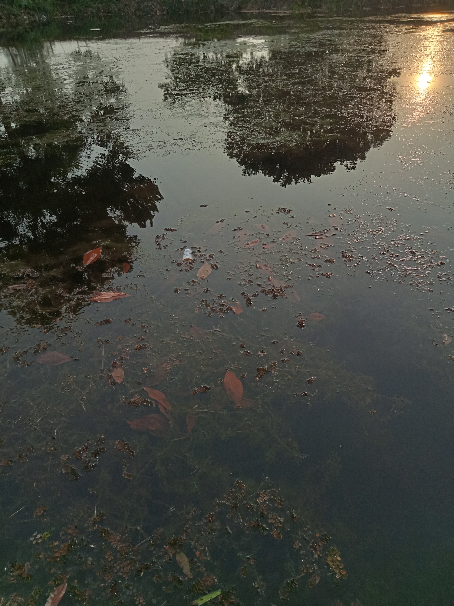The image shows a body of water, likely a pond or slow-moving river, with reflections of trees and the sky. The water is partially covered with aquatic vegetation and fallen leaves. In the upper right portion of the image, the setting sun is visible, casting a golden reflection on the water's surface. A white plastic bottle is floating on the surface of the water. The environment appears natural and undeveloped. The location is specified as Teluk Kenidai, Indonesia.