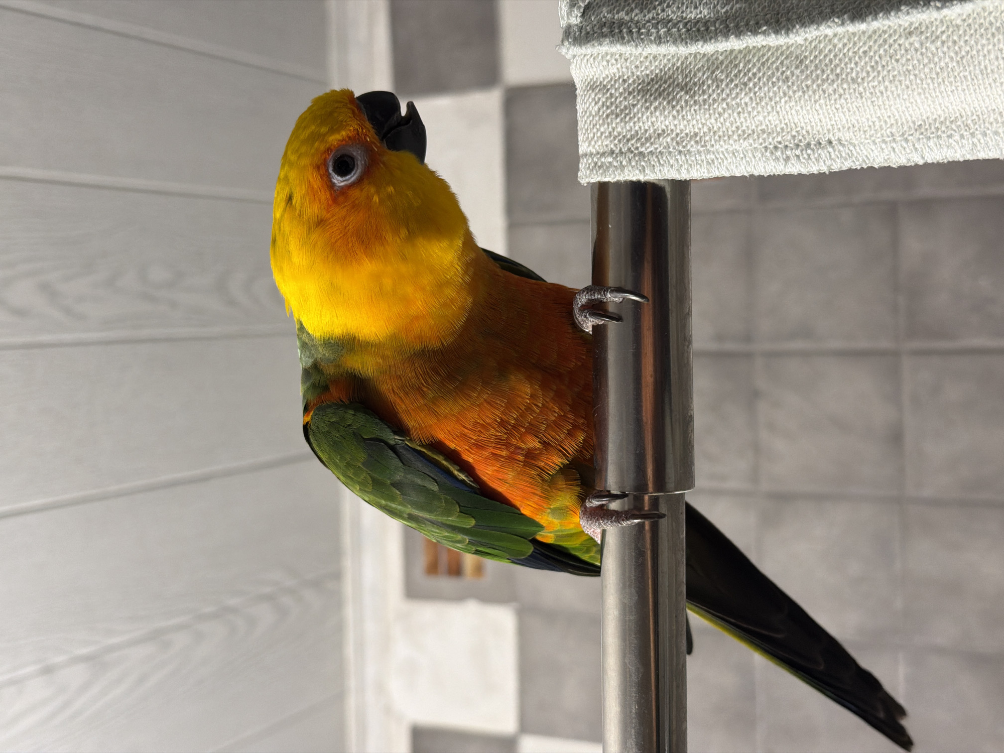 A sun conure parrot clings to a vertical metal pole. The parrot has yellow feathers on its head and upper body, transitioning to orange and green on its wings and lower body. It has a black beak and gray feet. The pole is topped with a gray fabric covering. The background includes a white and gray tiled wall. The image was taken indoors, and there is no indication of a location in Khimki, Russia.