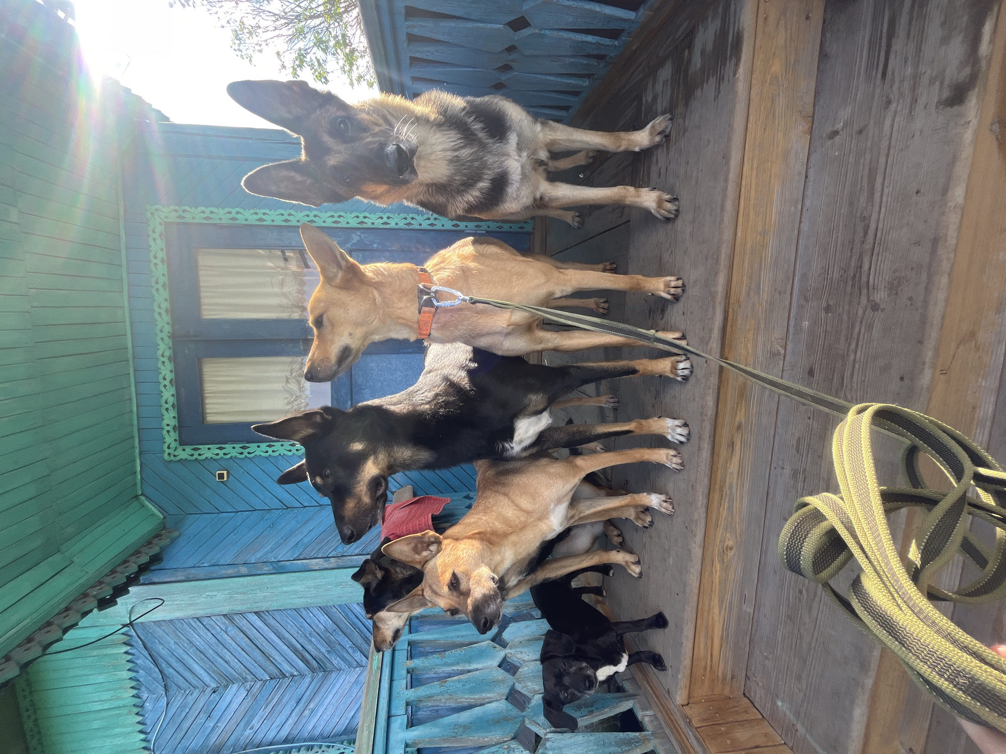 A group of six dogs, of various breeds and sizes, are standing on a wooden porch in front of a bright blue, weathered wooden house. The house has intricate decorative trim around the windows and the porch railing is also ornately carved. Sunlight streams in from the right, casting a warm glow on the scene. A leash is visible in the foreground, held by an unseen person. The dogs appear to be looking in different directions, some alert and attentive, others more relaxed. The overall impression is one of a rural or semi-rural setting, possibly a dacha or a countryside home. The specific location in Nizhny Tagil, Russia, is not visually discernible from the image alone.