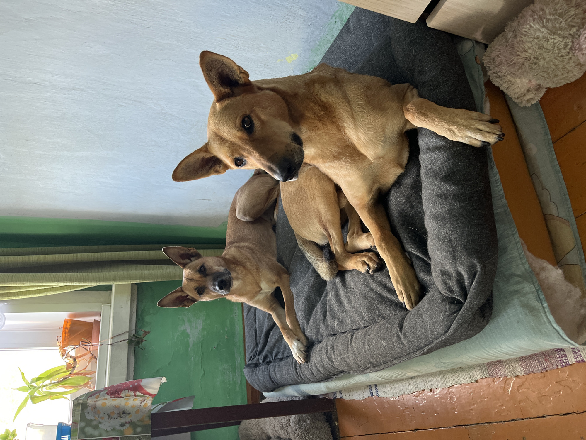 Two light brown dogs are lying on a dog bed. The dog in the foreground is looking to the right, while the dog in the background is looking forward. The dogs are in a room with green walls. There is a window in the background with plants. The floor is made of wood. The image appears to be taken indoors.