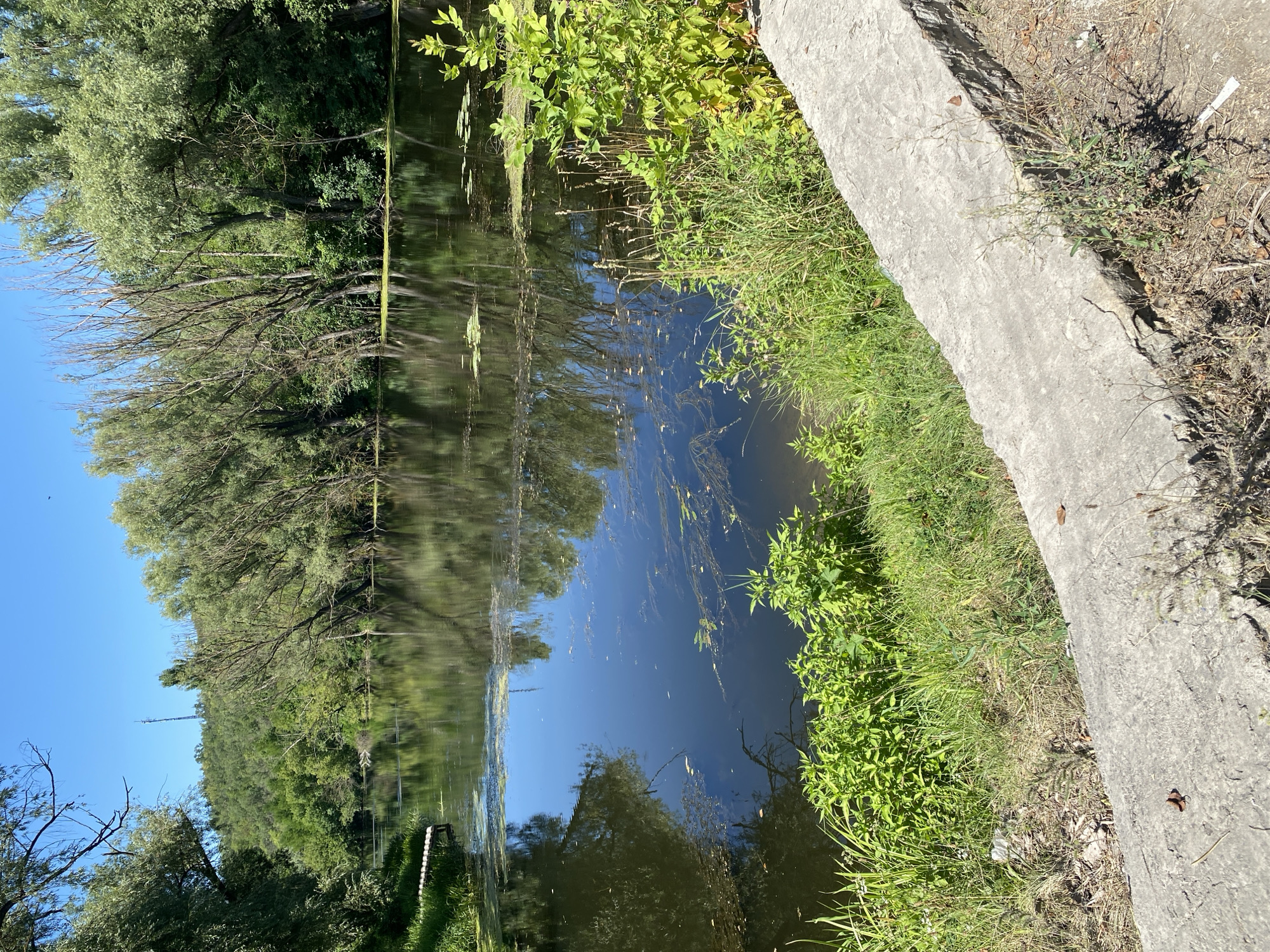 The image depicts a tranquil river scene on a sunny day, likely in or near Doroshivka, Ukraine. The river's surface is dark and reflective, mirroring the lush green trees and the clear blue sky. The water is dotted with aquatic vegetation, suggesting a calm and natural environment. The riverbank on the right is lined with a concrete structure, possibly a pathway or embankment, with dry grass and small plants growing around it. On the left side of the river, dense green foliage and trees create a natural boundary, with a small wooden structure extending slightly into the water. The background features a verdant hillside covered with trees, and a tall communication tower is visible on the crest of the hill. The overall impression is one of a peaceful, natural landscape, potentially a popular spot for recreation or enjoying nature.