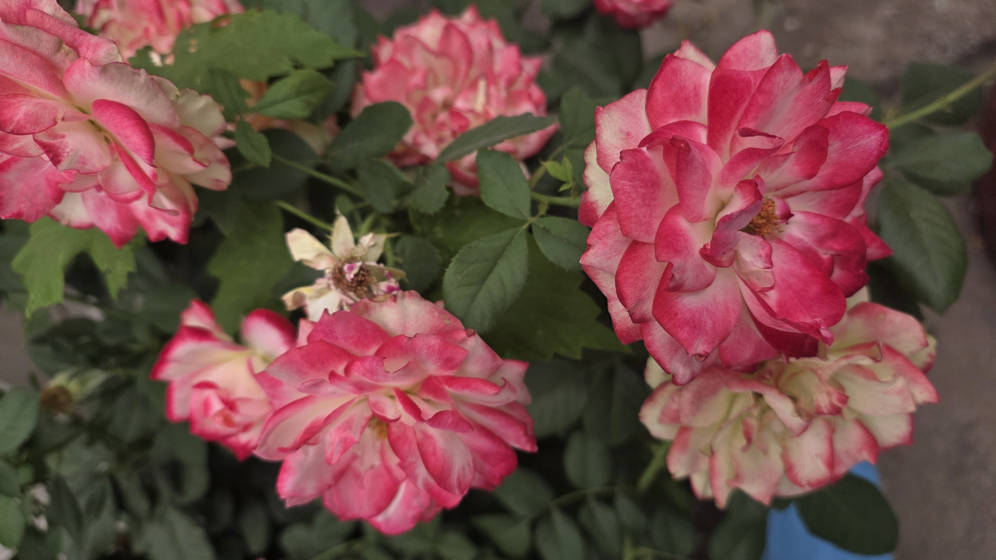 The image is a close-up, vertical, eye-level shot of several pink and white roses with green foliage. The roses are in various stages of bloom, with some fully open and others still budding. The petals are a delicate blend of white and vibrant pink, with the pink concentrated on the edges. The background consists of dark green leaves and a blurred, light-colored surface that appears to be a wall or pathway. The lighting suggests it is daytime, likely outdoors. There are no people or animals visible in the image. The context provided about Tokmok City, Kyrgyzstan, is external to the visual information presented in the photograph and therefore cannot be incorporated into a description of the image itself.