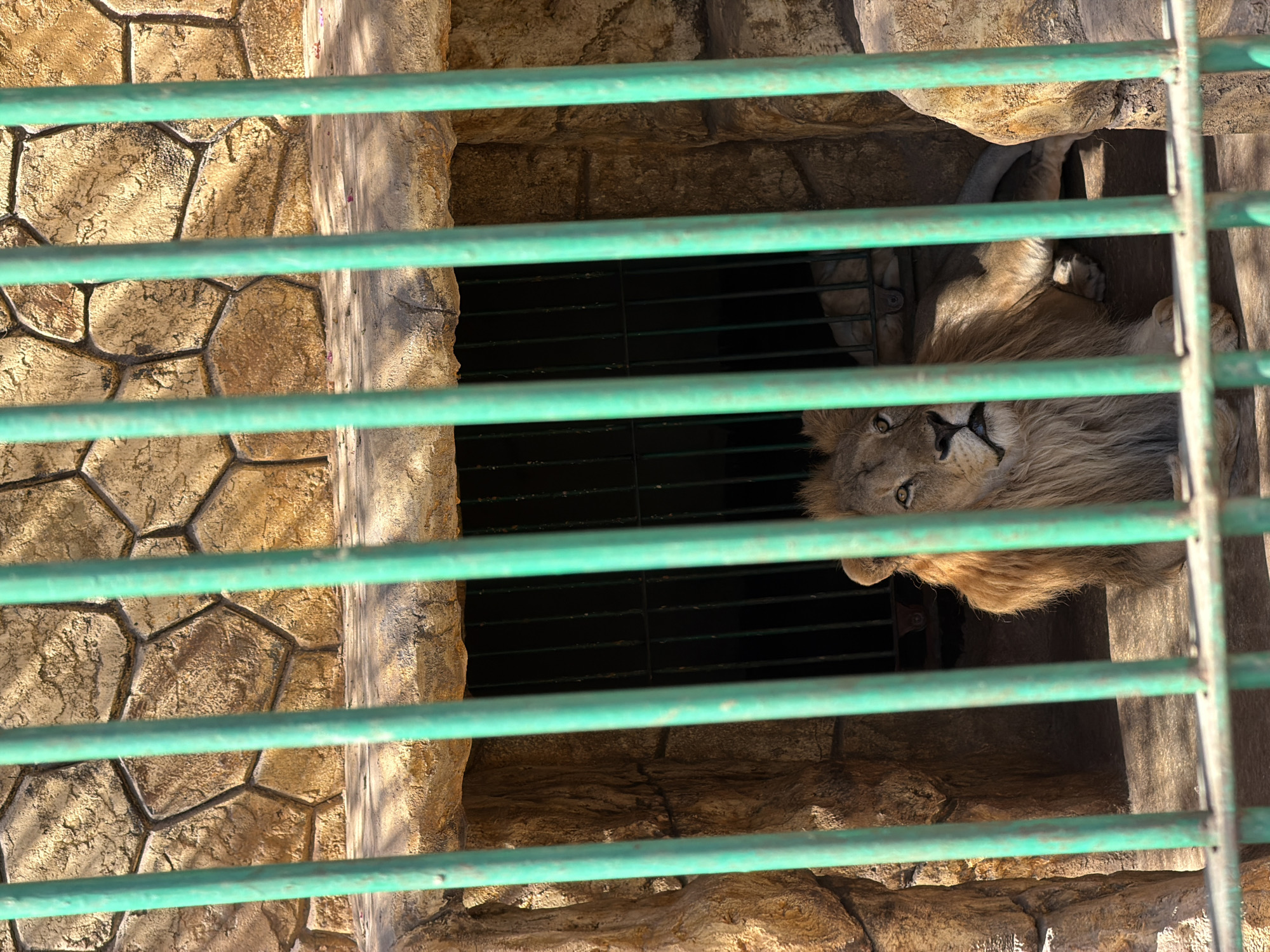 A male lion with a prominent mane rests inside a man-made enclosure resembling a rocky cave. The enclosure is barred by bright green metal poles. The lion's body is mostly visible, lying down with its head turned towards the viewer. The background shows a textured, rock-like wall and the dark interior of the enclosure. The scene is likely at the Sheikh Zayed City Zoo in Egypt, given the context provided.