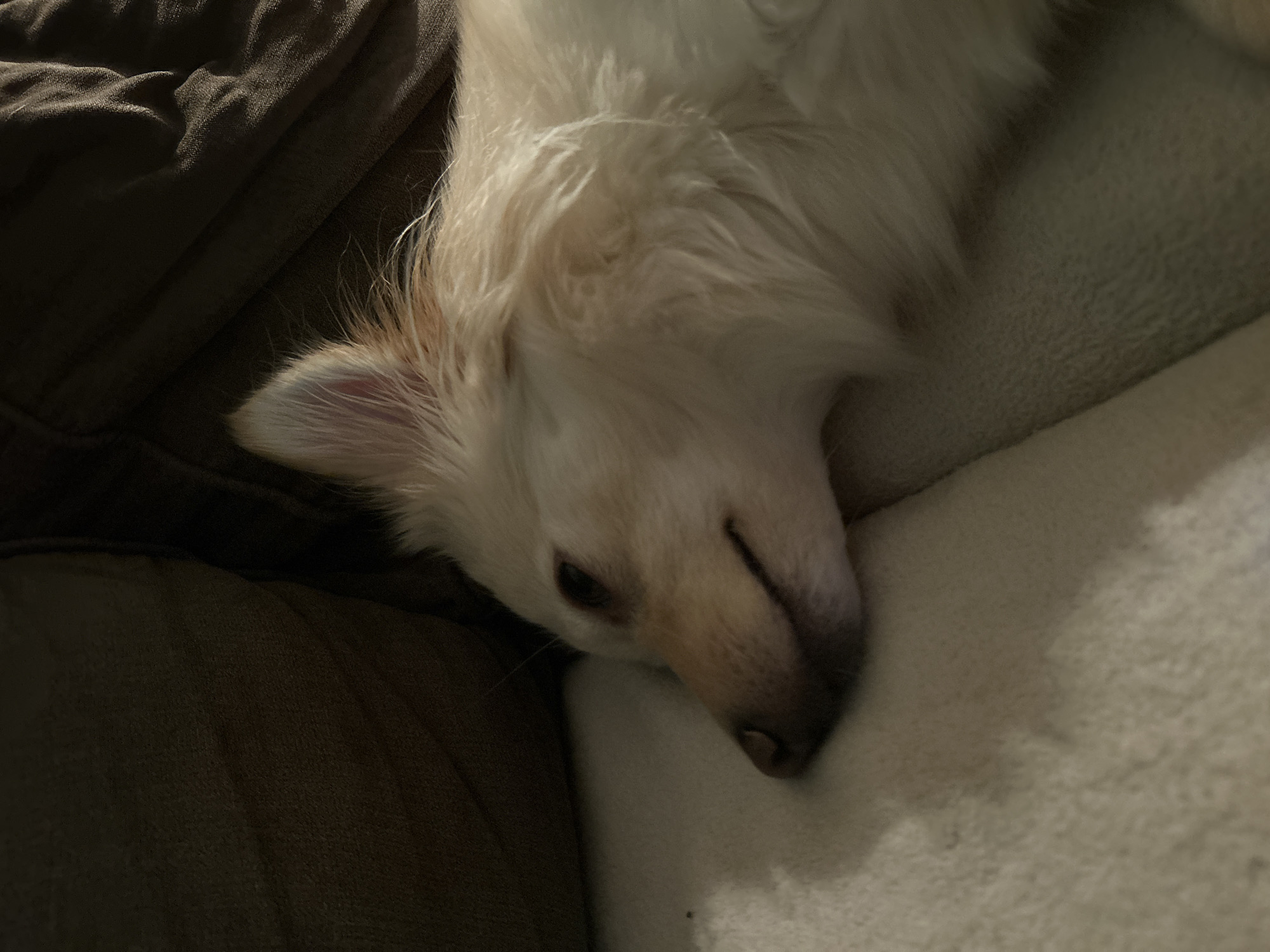 A light-colored dog is sleeping on a couch. The dog's head is resting on a white, fuzzy blanket, and its body is partially obscured by dark brown couch cushions. The lighting is dim, suggesting it is nighttime or indoors with low light. The image is a close-up shot, focusing on the dog's face and fur. There is no indication of the city of Sofia, Bulgaria.