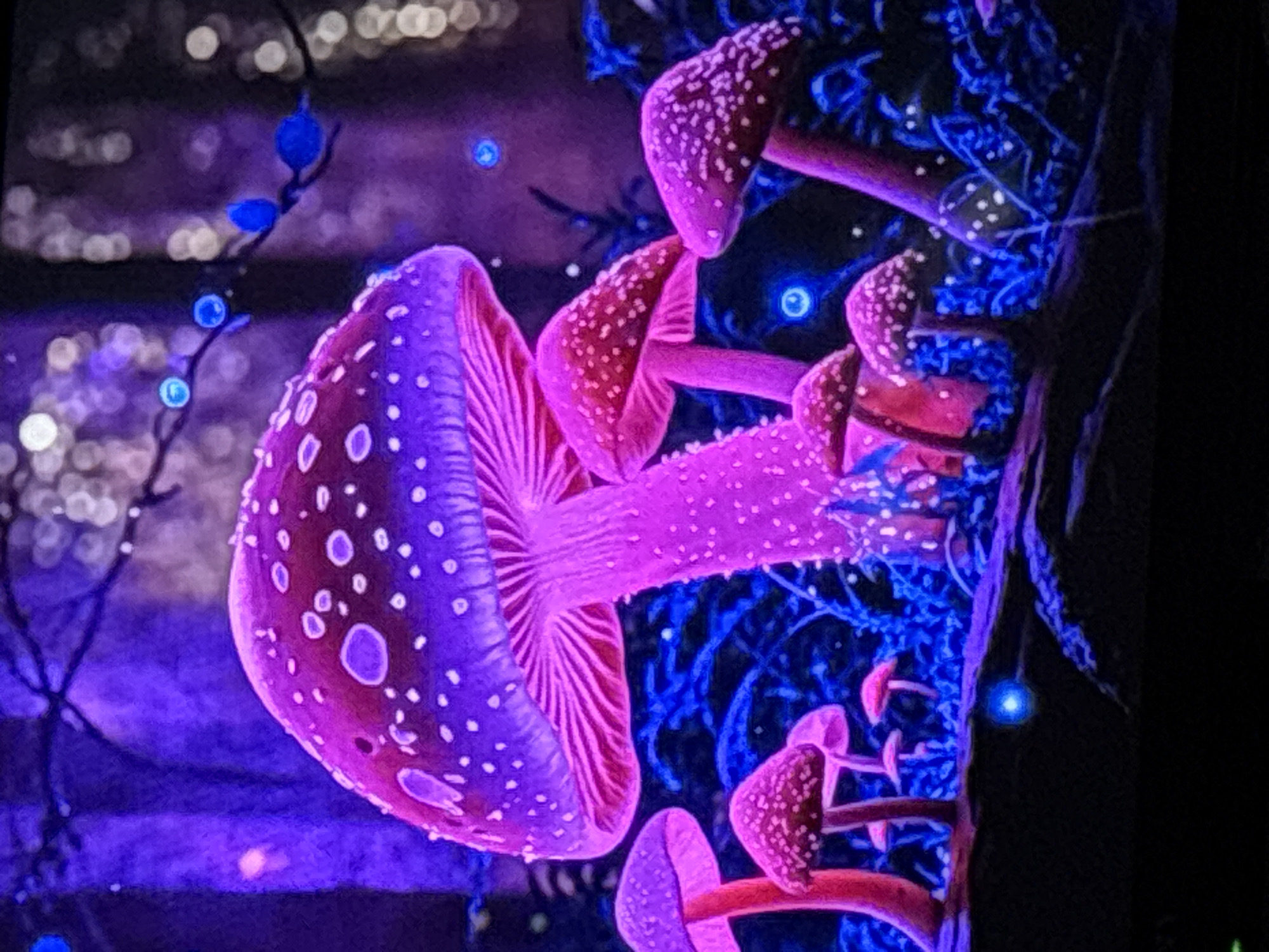 The image depicts a surreal and vibrant scene featuring several large, glowing mushrooms in a forest setting. The mushrooms are predominantly pink and purple, with white speckles on their caps. They are illuminated from within, casting a strong glow on their surroundings. The forest floor is covered in lush, blue-hued foliage and dark, textured ground. In the background, out-of-focus lights, some appearing as blue orbs and others as blurred white circles, suggest a magical or fantastical atmosphere. There are no people or animals visible in the image. The scene is entirely conceptual and does not depict any real-world location, including the city of Gurkovo, Bulgaria.