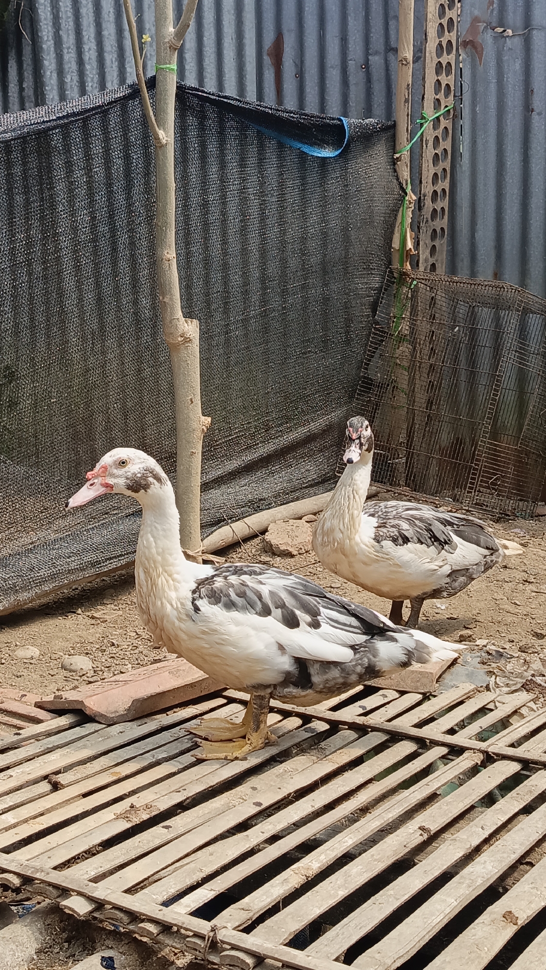 The image depicts two Muscovy ducks in an outdoor enclosure. The ducks are primarily white with black and grey markings on their wings and backs. The duck in the foreground is facing left, with its beak slightly open, revealing a pink tongue. The duck in the background is facing forward, looking towards the camera. Both ducks are standing on a slatted wooden platform. The enclosure appears to be rustic, with a corrugated metal fence in the background and black netting draped over a wire fence. A tree trunk stands to the left of the foreground duck. The ground is composed of dirt and small stones. The scene suggests a rural or semi-rural environment, possibly a farm or backyard in Kebumen, Indonesia, given the specific contextual information provided.