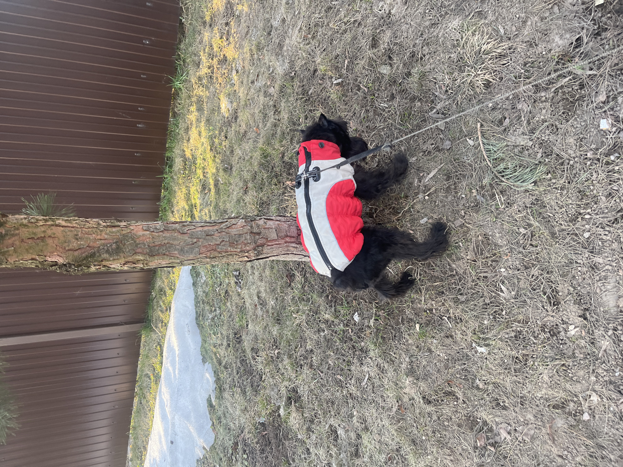 The scene depicts a black dog wearing a red and white coat lying on dry grass next to a tree trunk. A leash is attached to the dog's coat. A brown fence is visible in the background. A patch of snow or ice is present next to the tree. The location is likely in a park or yard, potentially in Podolsk, Russia.