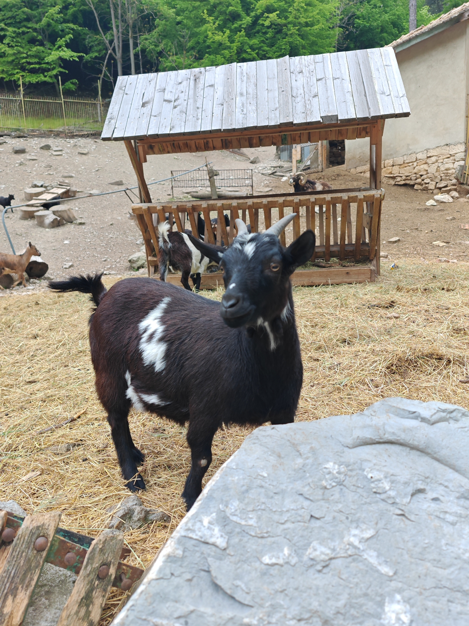 A black goat with white markings stands in a barnyard-like setting near Shumen, Bulgaria. The ground is covered with straw. Other goats are visible in the background, some near a wooden feeder under a wood-roofed structure. Trees and a fence appear in the background. Part of a stone structure is visible on the right. A large rock is prominent in the foreground.