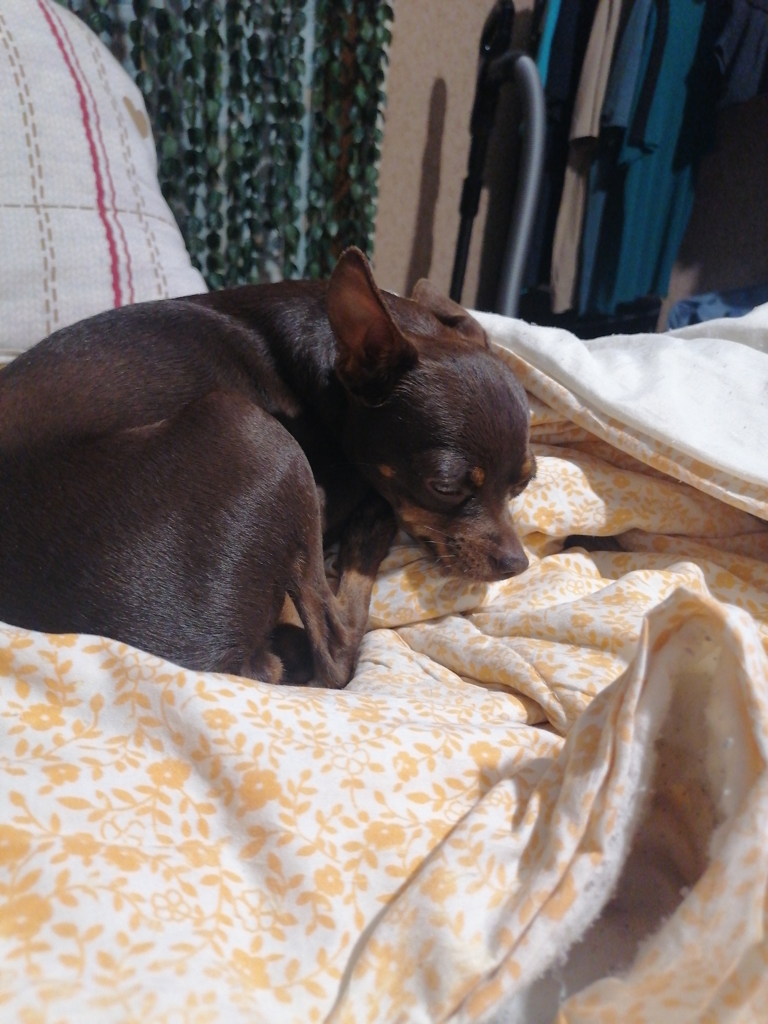 A small, dark brown dog is curled up and sleeping on a white blanket with a yellow floral pattern. The dog's head is resting on its paws, and its eyes are closed. The blanket is draped over a surface, possibly a bed. In the background, a pillow with red and white stripes is visible, as well as a wall covered in green foliage and a rack of clothing. The image appears to be taken indoors, likely in a home in Novopokrovka, Russia.