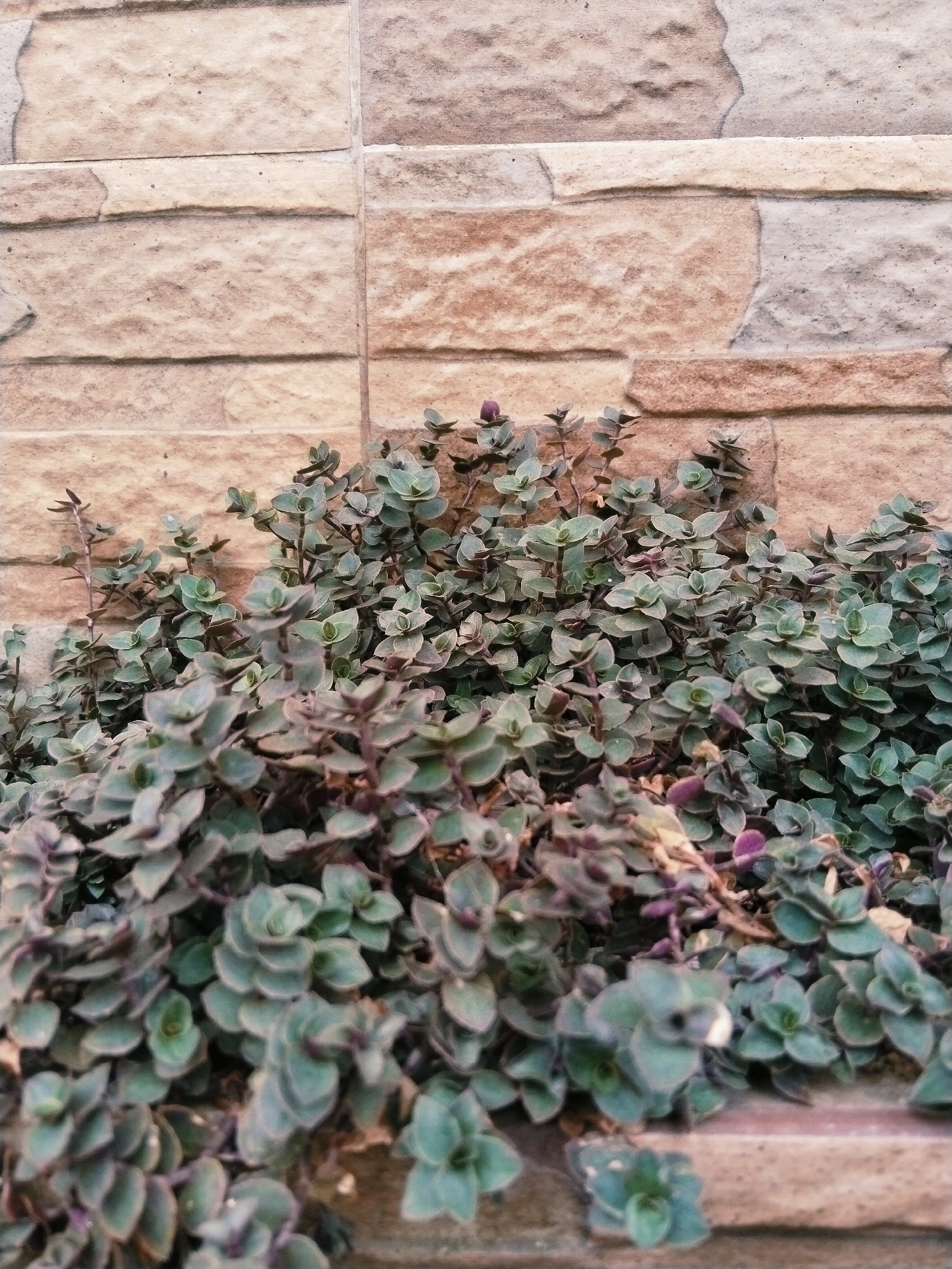 The image depicts a close-up view of lush, green, and purplish foliage growing against a textured, tan-colored stone wall. The wall appears to be constructed from rectangular blocks with a rough, natural stone finish. The plants are dense and form a thick ground cover, with some tendrils reaching upwards. The lighting suggests an outdoor setting, possibly a garden or the exterior of a building. The scene is devoid of people or any human activity. The image is centered on the plants and the lower portion of the wall. There are no discernible landmarks or specific features to pinpoint a location within Tasikmalaya, Indonesia, beyond the general context of an urban or suburban environment with landscaping.