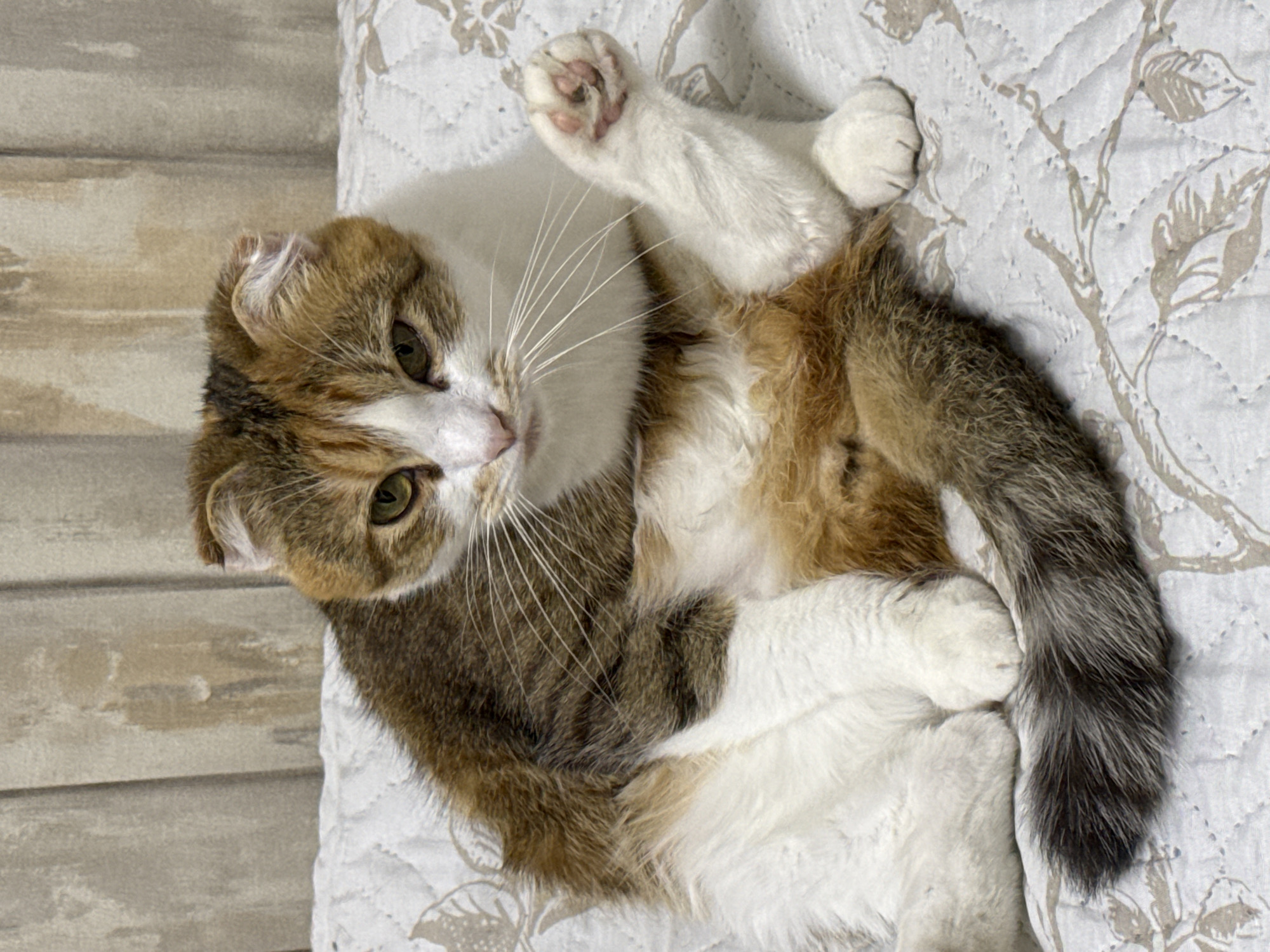 A calico cat is lying on its back on a white quilted blanket with a floral pattern. The cat has patches of white, brown, and black fur, and its eyes are green. One of its front paws is raised in the air. The cat appears relaxed and comfortable. To the left of the cat, there is a wooden wall with horizontal planks. The lighting suggests it is daytime, and the setting appears to be indoors, possibly in a home in Столбище, Russia. There is no visible text in the image.