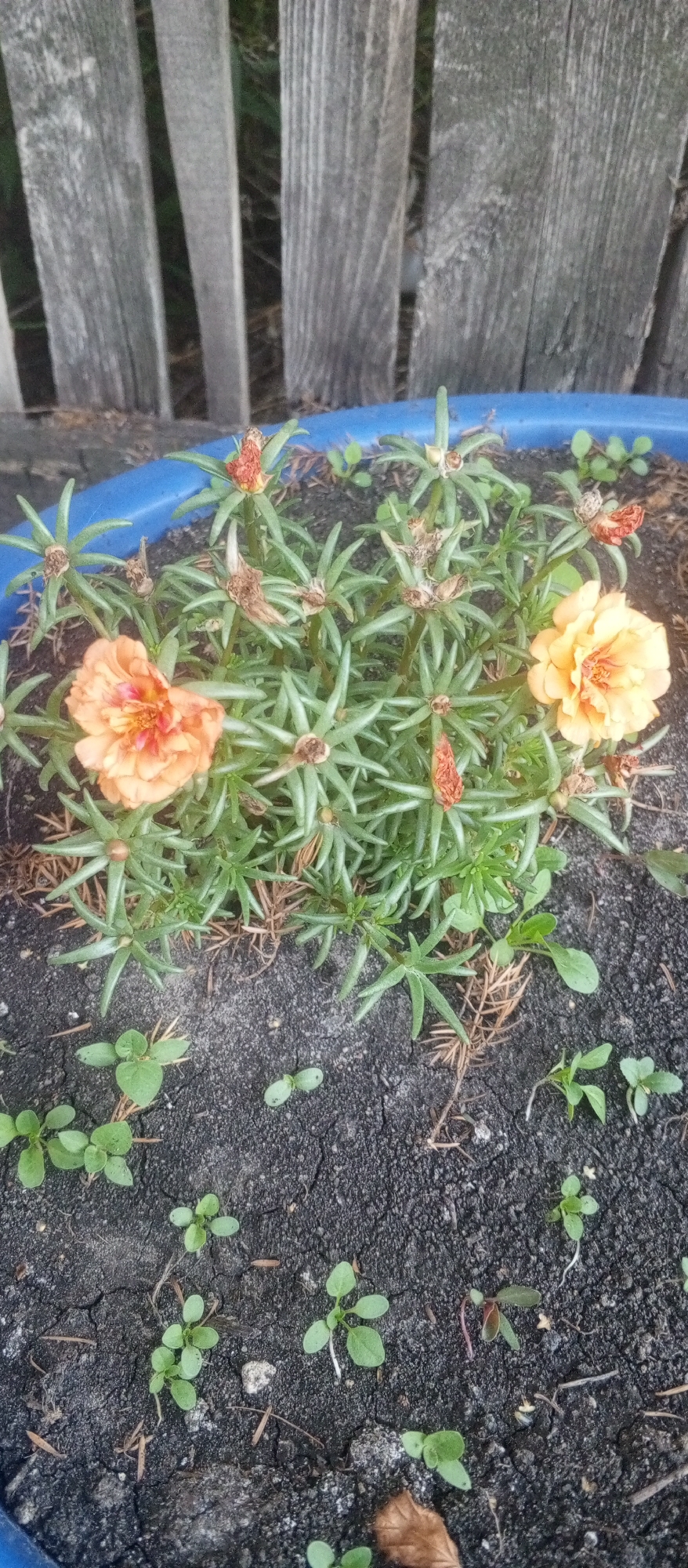 This image shows a close-up view of several flowering plants, likely Portulaca grandiflora, in a blue planter. The flowers are a vibrant orange and yellow, with multiple layers of petals. Some of the flowers are fully open, while others are still buds or have dried seed heads. The plants have thick, succulent green leaves and are growing in dark soil. In the foreground, several small, green seedlings are emerging from the soil.
Behind the planter, a weathered wooden fence can be seen, with vertical planks that are gray and rough in texture. The fence suggests an outdoor setting. The lighting appears natural, indicating it could be daytime. The overall scene is one of a garden or outdoor space, with a focus on the delicate beauty of the flowers and new growth. There is no visible text in the image.