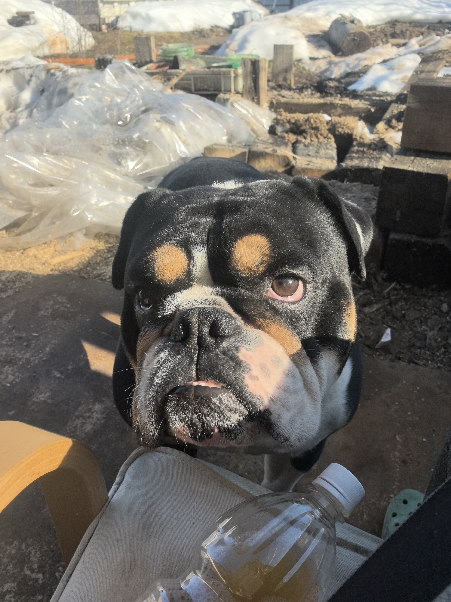 The image presents a close-up view of a black and tan English Bulldog, positioned near a person seated in a chair. The dog is the focal point, with its face prominently featured. In the foreground, a partially visible water bottle rests on a chair or cushion. The background includes patches of snow, plastic sheeting, and stacks of wooden planks or blocks. The scene is lit by sunlight, casting shadows. The location may be in Noviy, Russia, as requested, although it is impossible to verify this with the image alone.