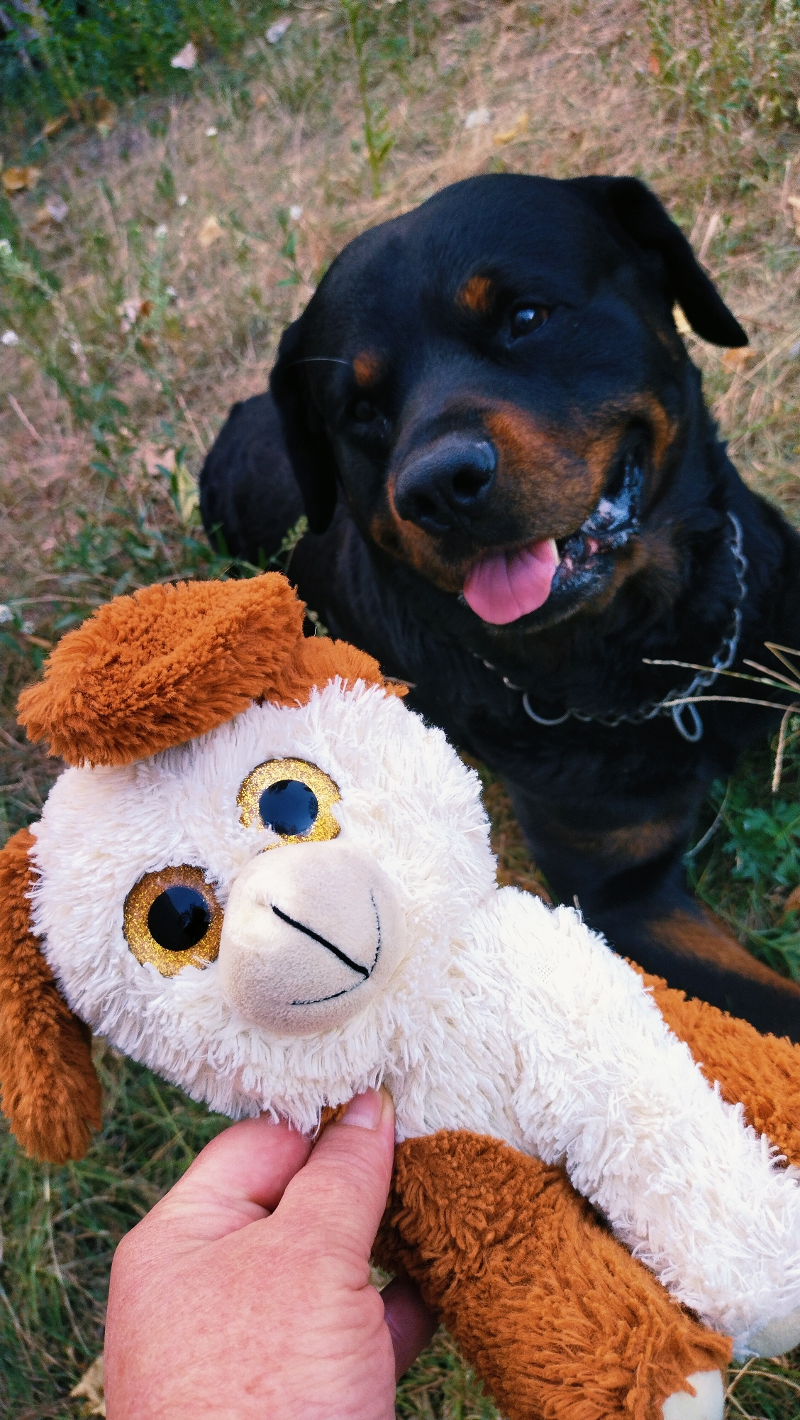 In Horishni Plavni, Ukraine, a Rottweiler dog lies on the ground, its head close to a stuffed animal held by a person's hand. The dog is black and tan with a pink tongue sticking out. The stuffed animal is white and brown with large, glittery eyes and appears to be a cartoonish depiction of an animal. The background consists of dry grass and some greenery, suggesting an outdoor setting, possibly a park or backyard. The image is taken from a low angle, focusing on the interaction between the dog and the toy.