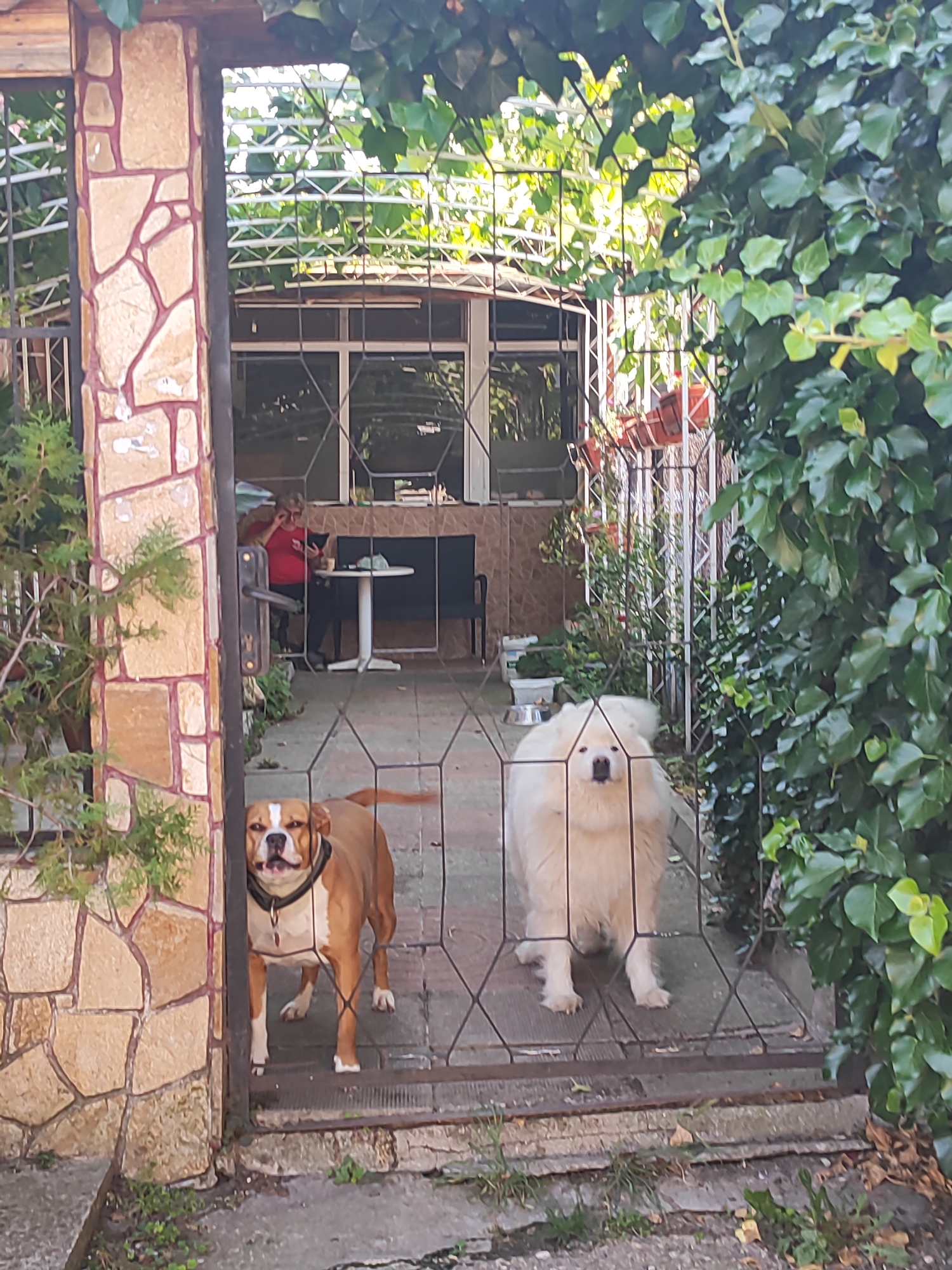 The image shows a yard with two dogs behind a gate. A brown and white dog is on the left, and a fluffy white dog is on the right. In the background, a person is sitting at a table. The yard appears to be part of a home in Blagoevgrad, Bulgaria, as indicated by the surrounding vegetation and architectural style.