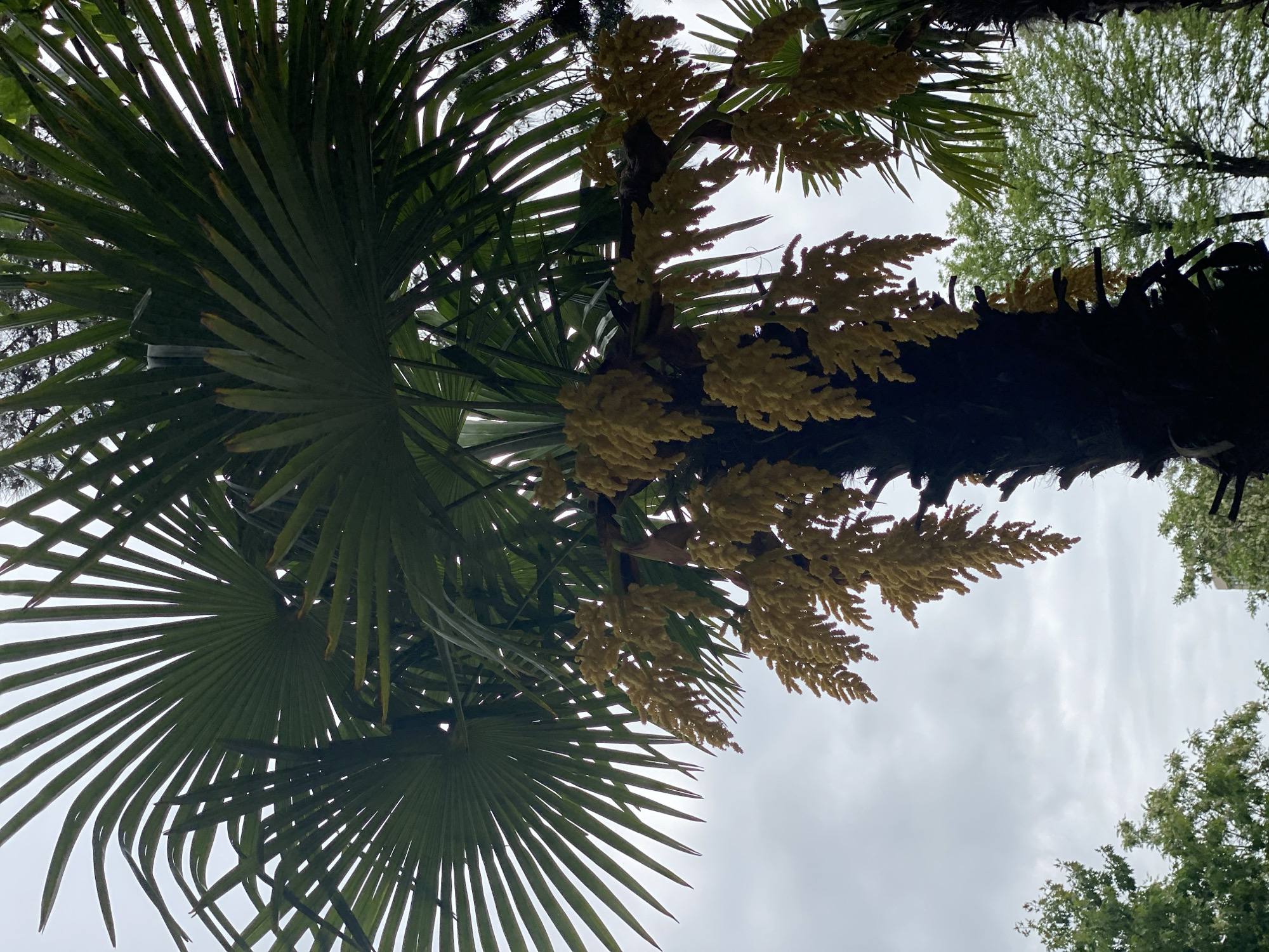 The image shows a view looking upwards into the canopy of a palm tree, likely a Windmill Palm (Trachycarpus fortunei) due to the fan-shaped leaves and trunk texture. The tree is in bloom, bearing inflorescences of pale yellow flowers. The trunk is dark and textured. The background consists of overcast sky and glimpses of other trees. Based on the prevalence of these trees, it is likely that this image was taken in the city of Sochi, Russia.