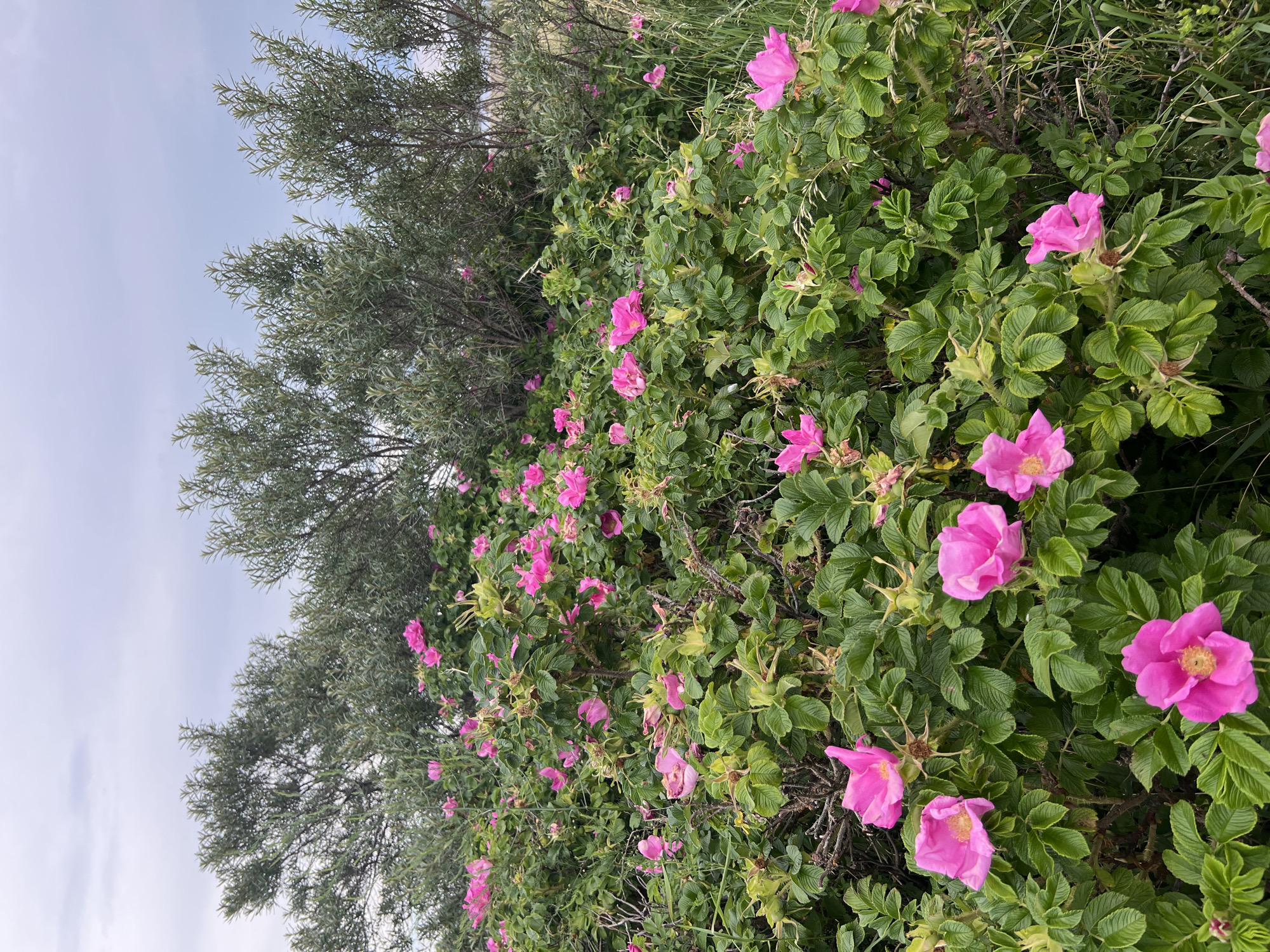 The image shows a dense thicket of rosehip bushes with vibrant pink flowers blooming. The bushes are a mix of green foliage and thorny branches, with some rosehips also visible. In the background, there are taller, leafy green trees with a grey, overcast sky above. The scene appears to be outdoors, possibly in a natural or semi-wild setting. There are no people or animals visible in the image. The environment is characterized by lush vegetation under a cloudy sky.