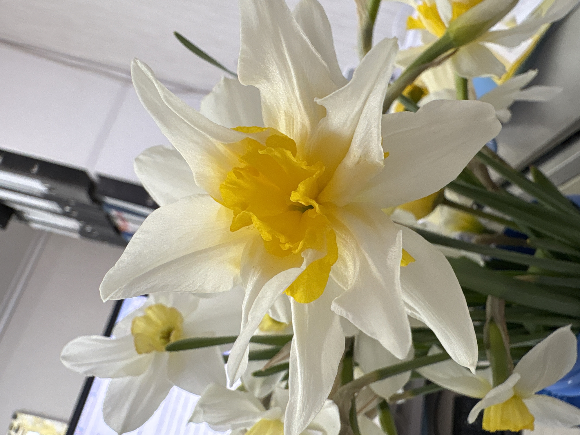 A close-up shot shows a bouquet of white daffodils with bright yellow centers. The flowers are in sharp focus, with the petals slightly curved and textured. Green stems and additional daffodil buds are visible in the background, suggesting a full arrangement. The immediate background appears to be a brightly lit, somewhat blurry interior, with glimpses of what could be a television or electronic device. The upper-left corner shows a white surface meeting a darker, possibly metallic object. The overall impression is one of freshness and simplicity. This image was not taken in Noviy, Russia.