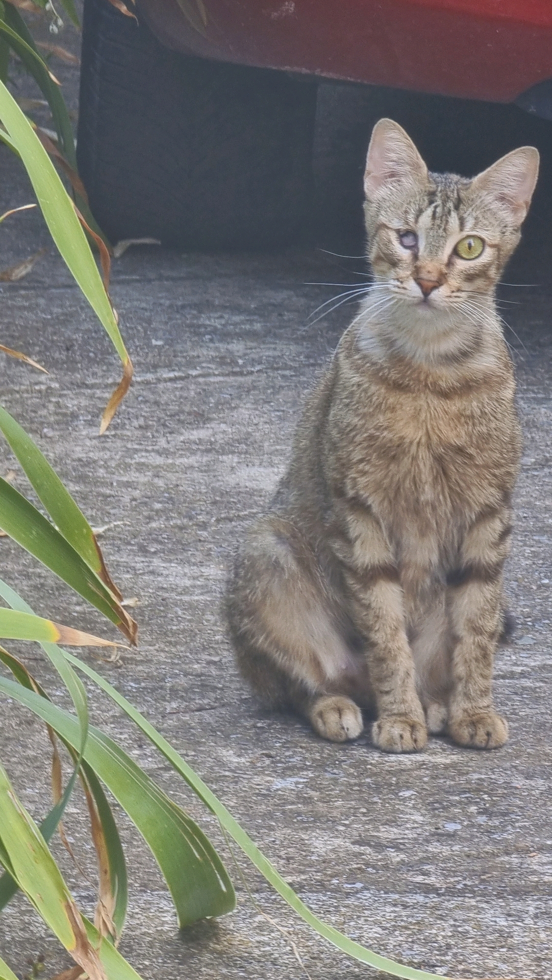 A tabby cat with one eye missing is sitting on a concrete surface in Olot, Spain. The cat is facing the camera, with its left eye open and green, and its right eye covered by a closed eyelid. Long green leaves from a plant are in the foreground to the left of the cat. Behind the cat, a dark, blurred object, possibly a tire, and a red surface are visible. The ground is a rough, textured concrete.