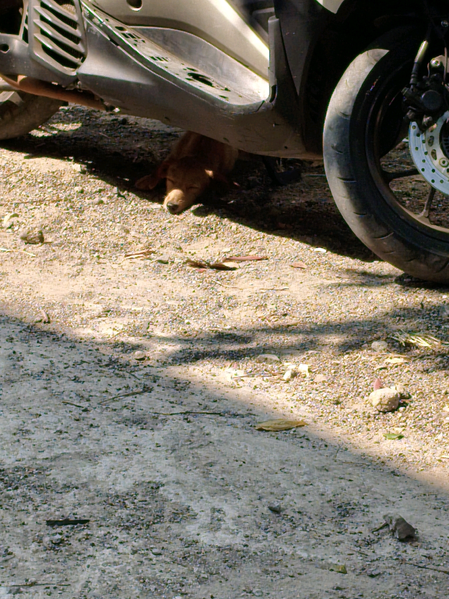 In Sukaraja, Indonesia, a brown dog sleeps under the partial shade of a parked motorcycle. The motorcycle is silver and black, with a visible wheel and brake disc on the right side. The ground is a mixture of gravel and dirt, with some scattered leaves and small rocks. The scene is lit by sunlight, creating distinct shadows. The dog is curled up, with its head resting on the ground.