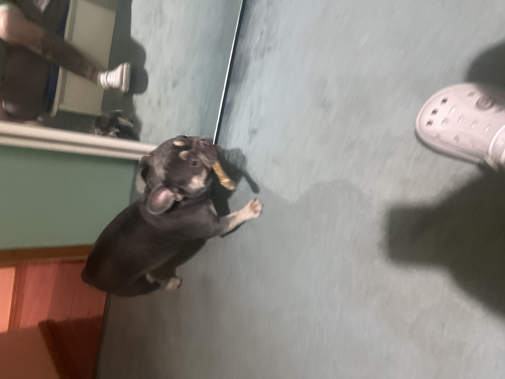 A gray and black French Bulldog puppy stands on a gray floor, holding a tan object in its mouth. A pair of white Crocs are visible on the right side of the image. The puppy's reflection and the reflection of a person's leg and shoe are visible in a mirror on the left. A section of orange wall is seen on the far left.