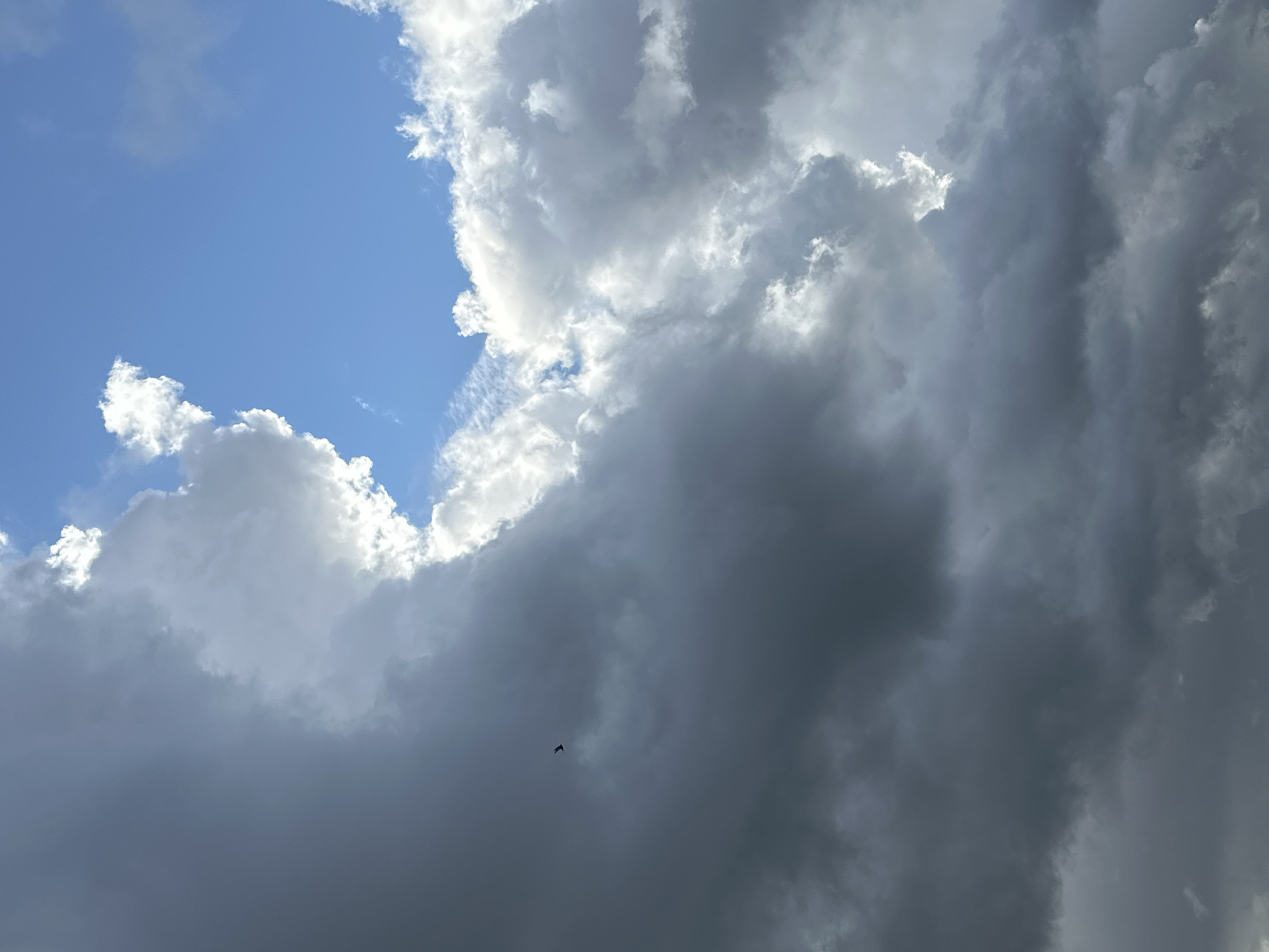 An image captures a dramatic sky over Tallinn, Estonia, featuring a striking contrast between dark, imposing storm clouds and bright, sunlit cumulus clouds. A small, dark silhouette of a bird is visible in flight against the darker clouds on the left side of the frame. The clear blue sky peeks through a gap in the clouds on the upper right. The lighting suggests it is daytime, possibly late afternoon, with the sun breaking through in places to illuminate the edges of the clouds.